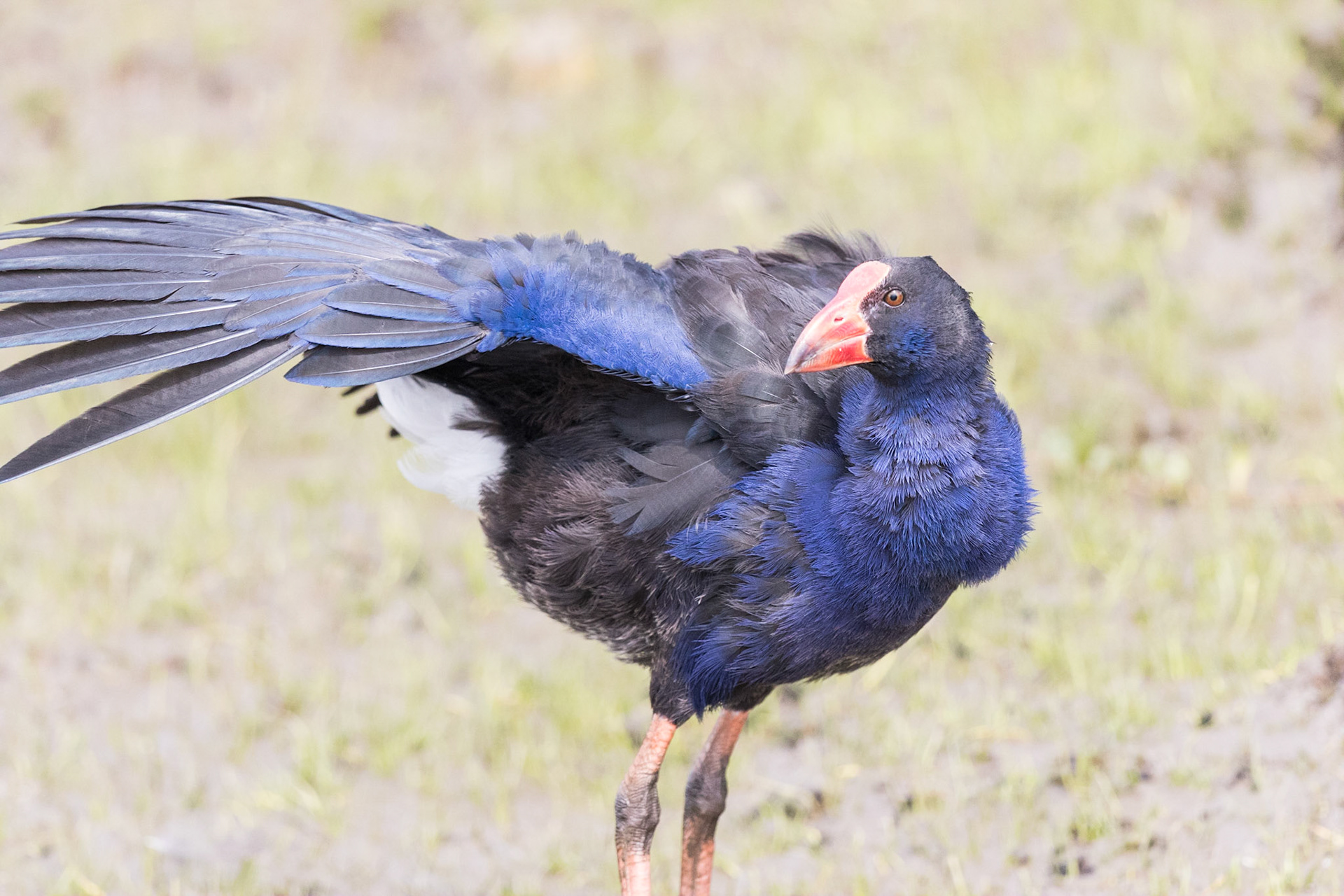 Purple Swamphen