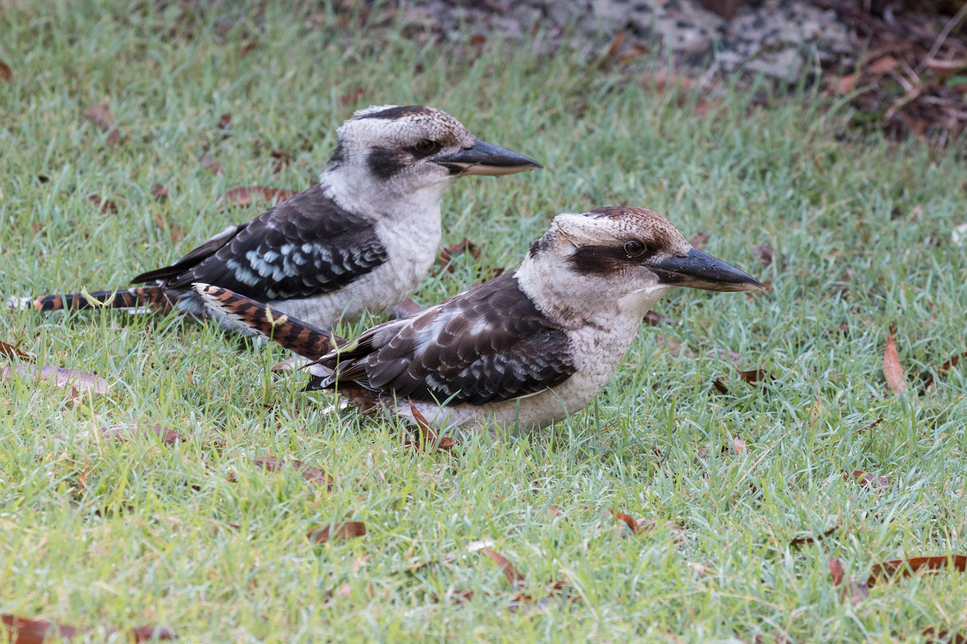 Laughing Kookaburra
