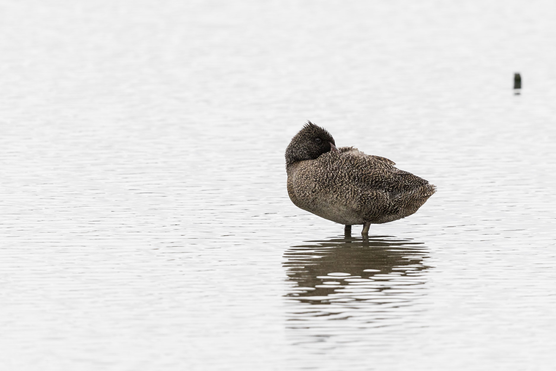 Freckled Duck
