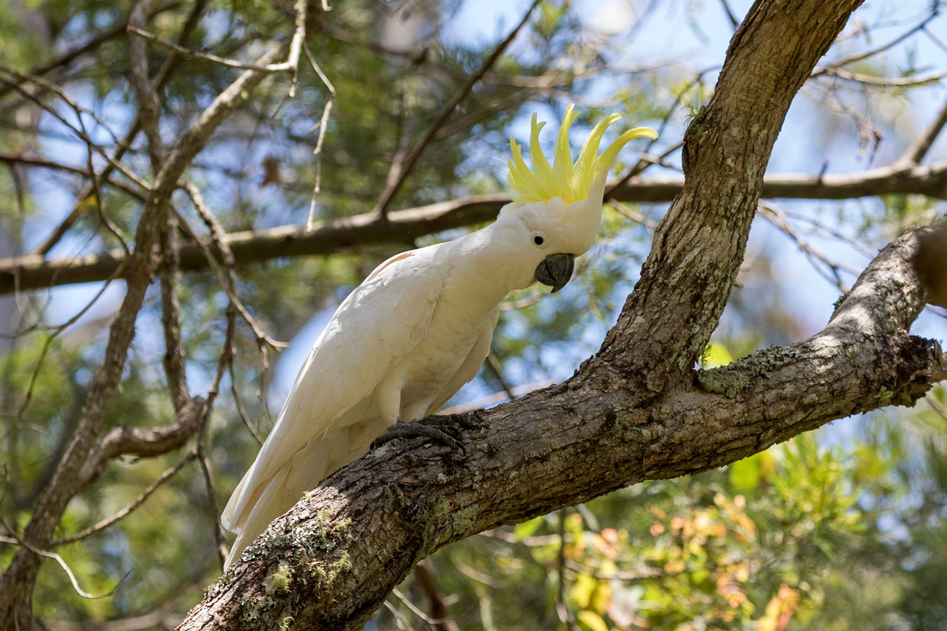 Sulphur-crested Cookatoo