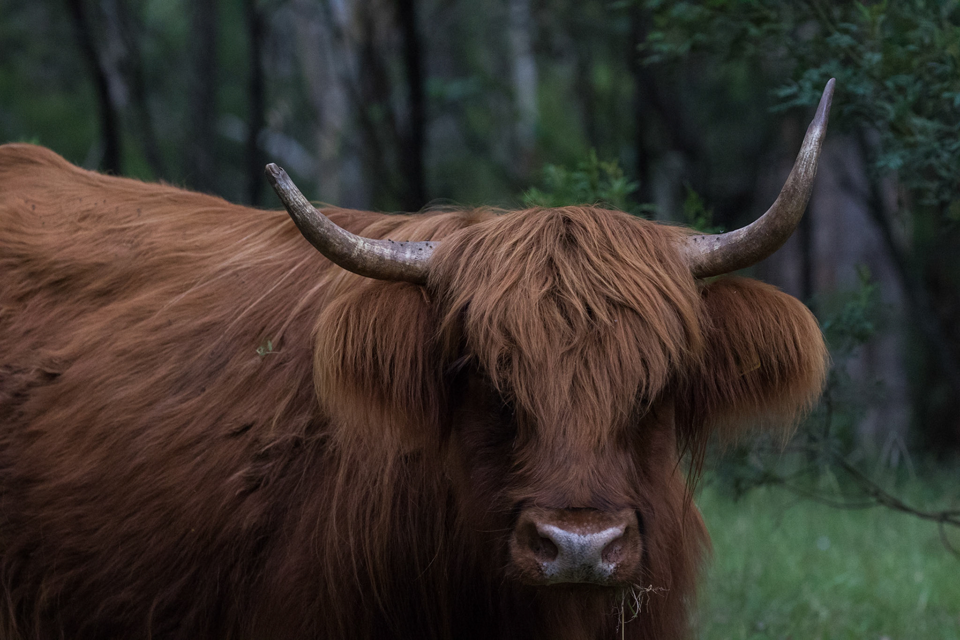 Cow