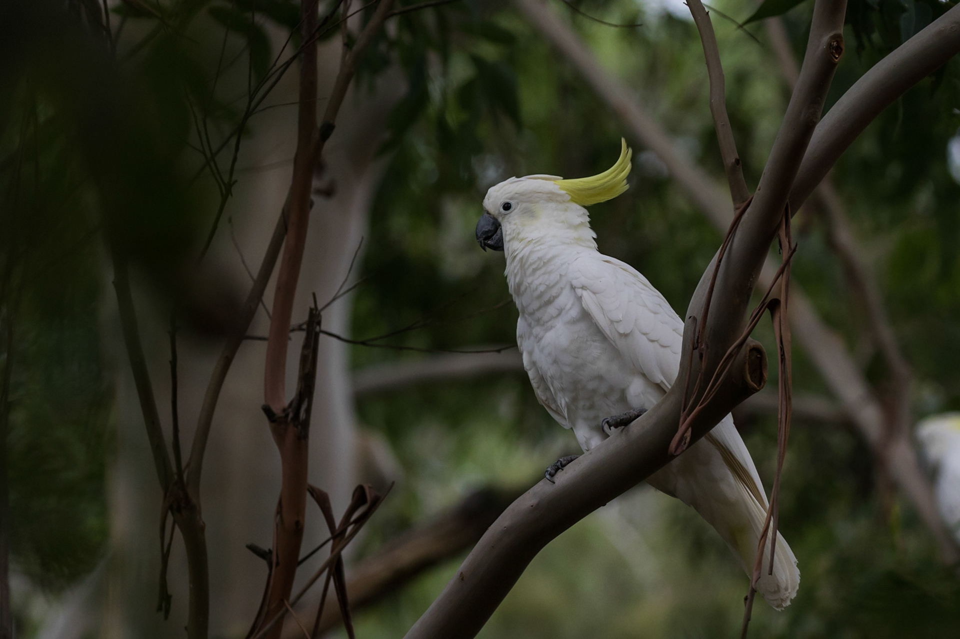 Sulphur-crested Cockatoo