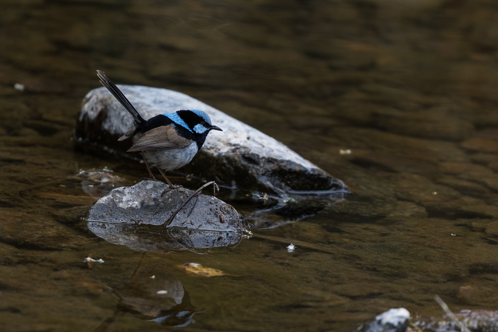 Superb Fairy-wren