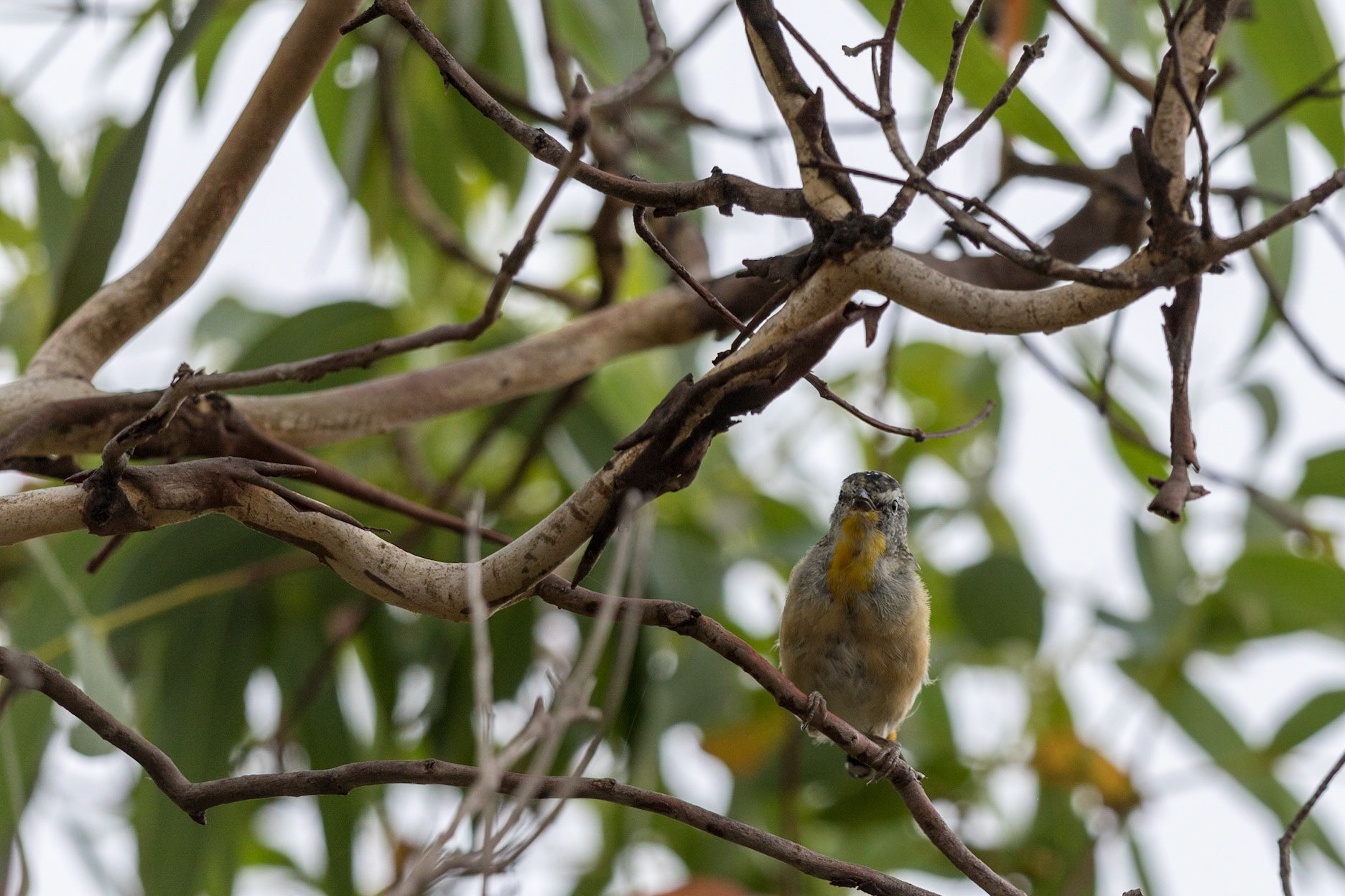 Spotted Pardalote