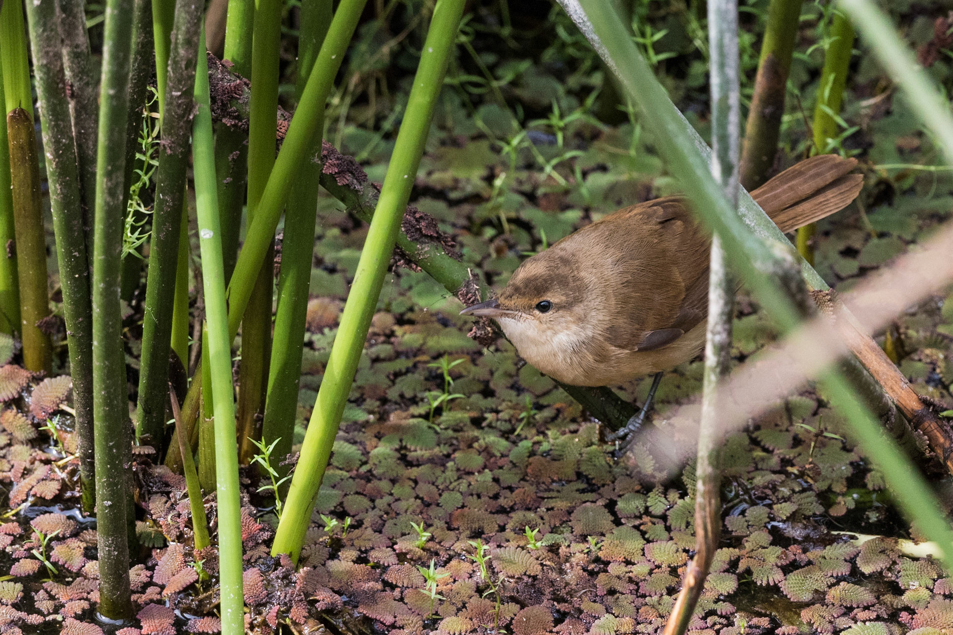 Australian Reed-Warbler