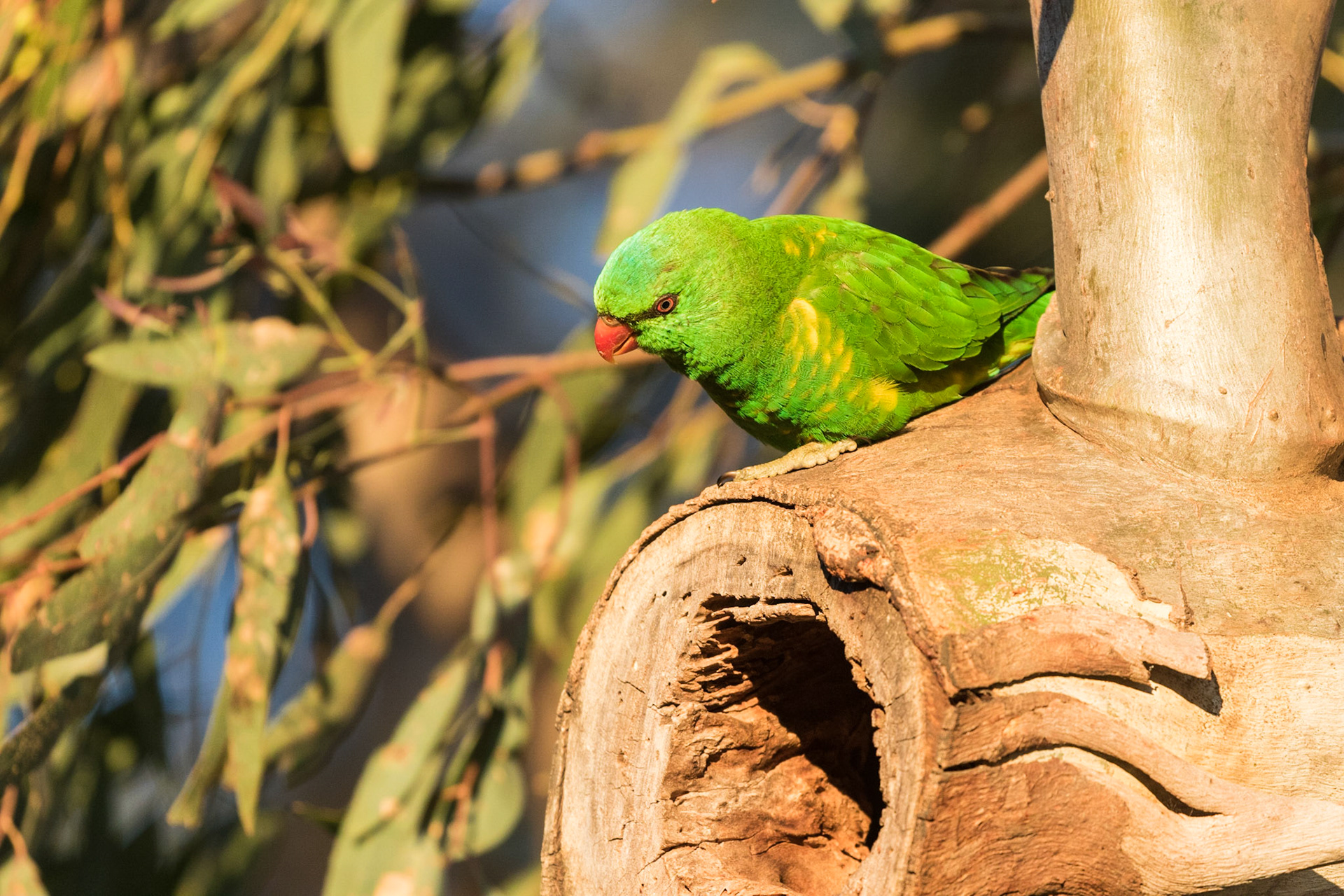 Scalt-breasted Lorikeet