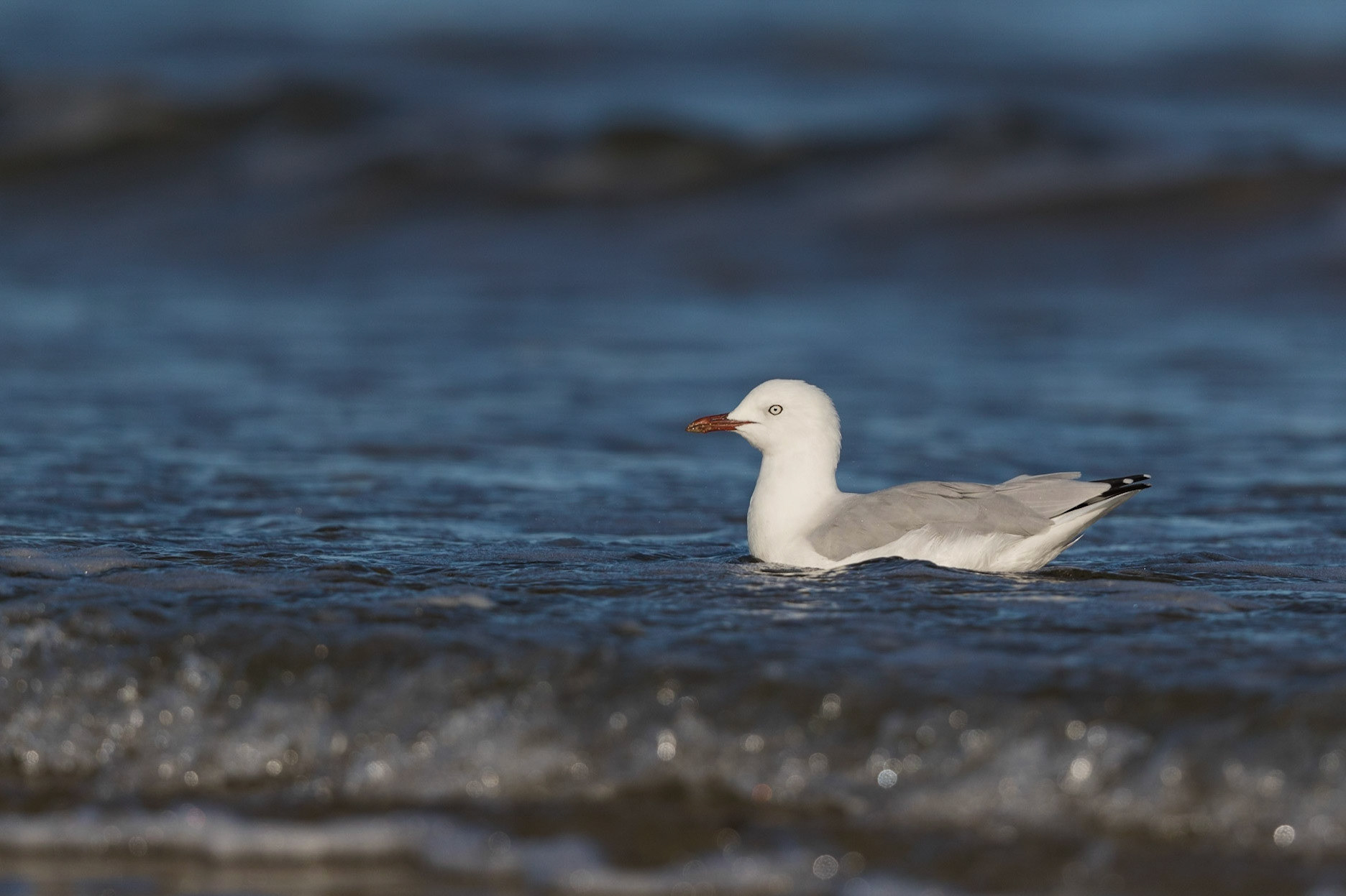 Silver Gull