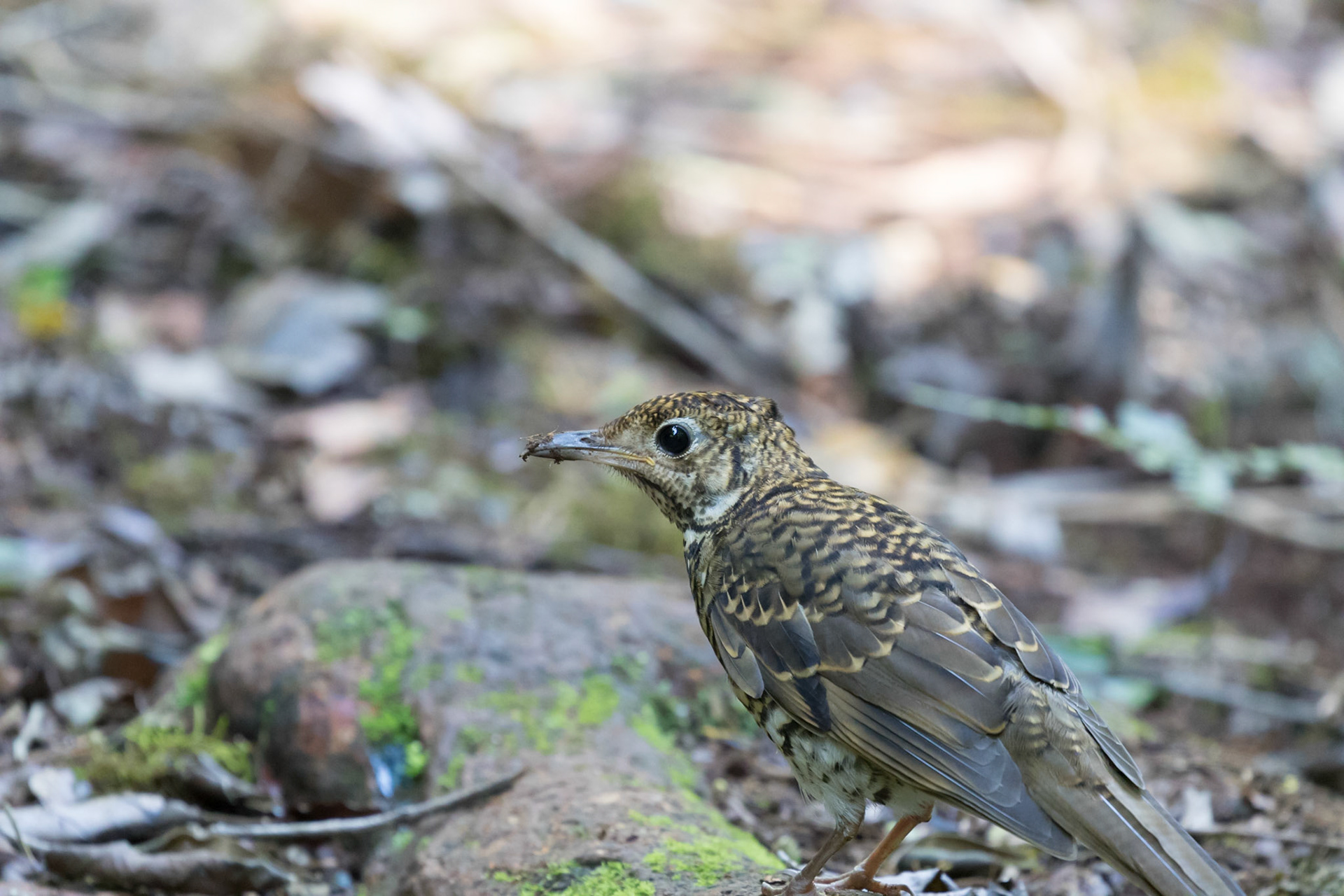 Bassian Thrush