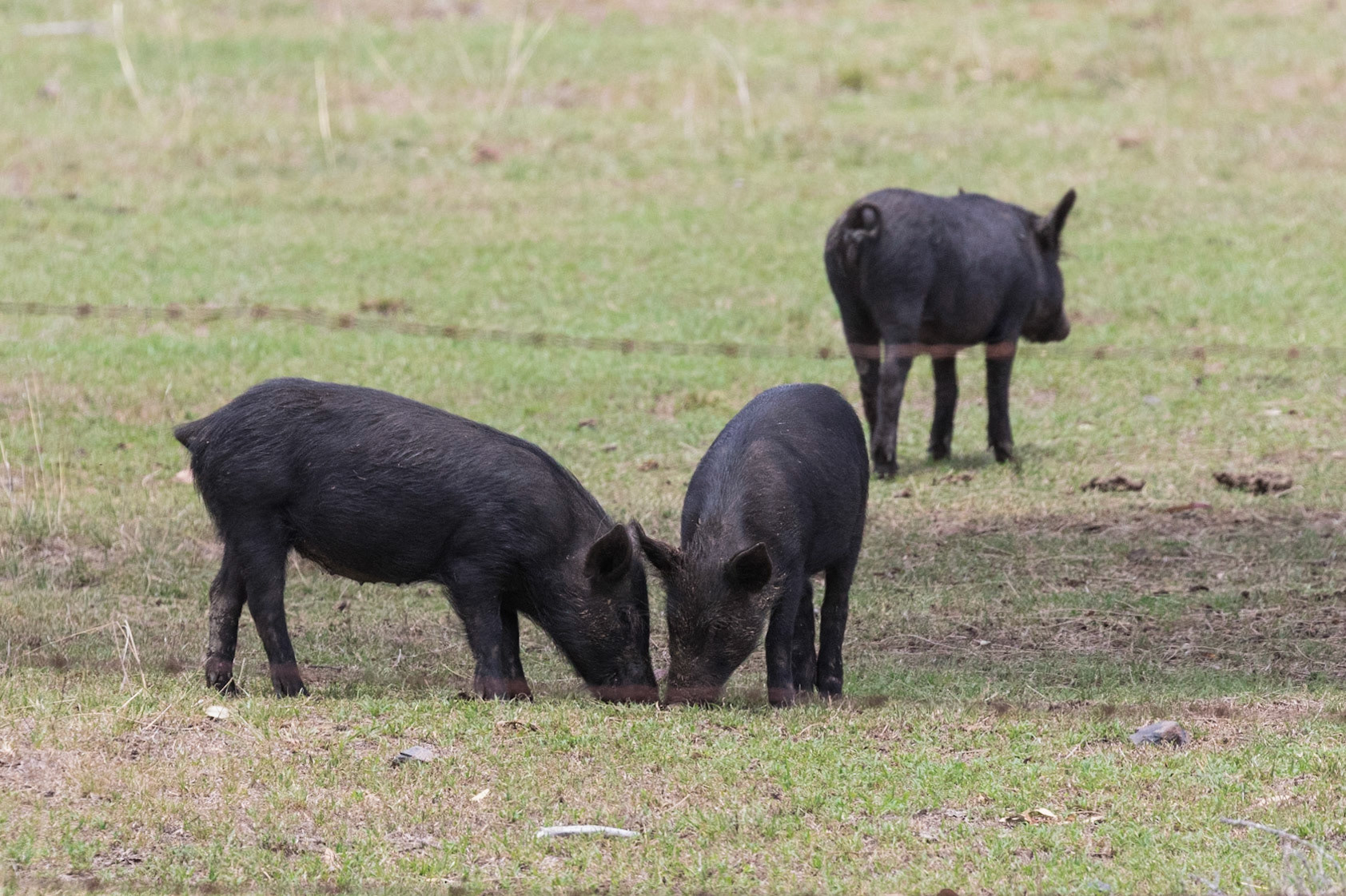 Pig