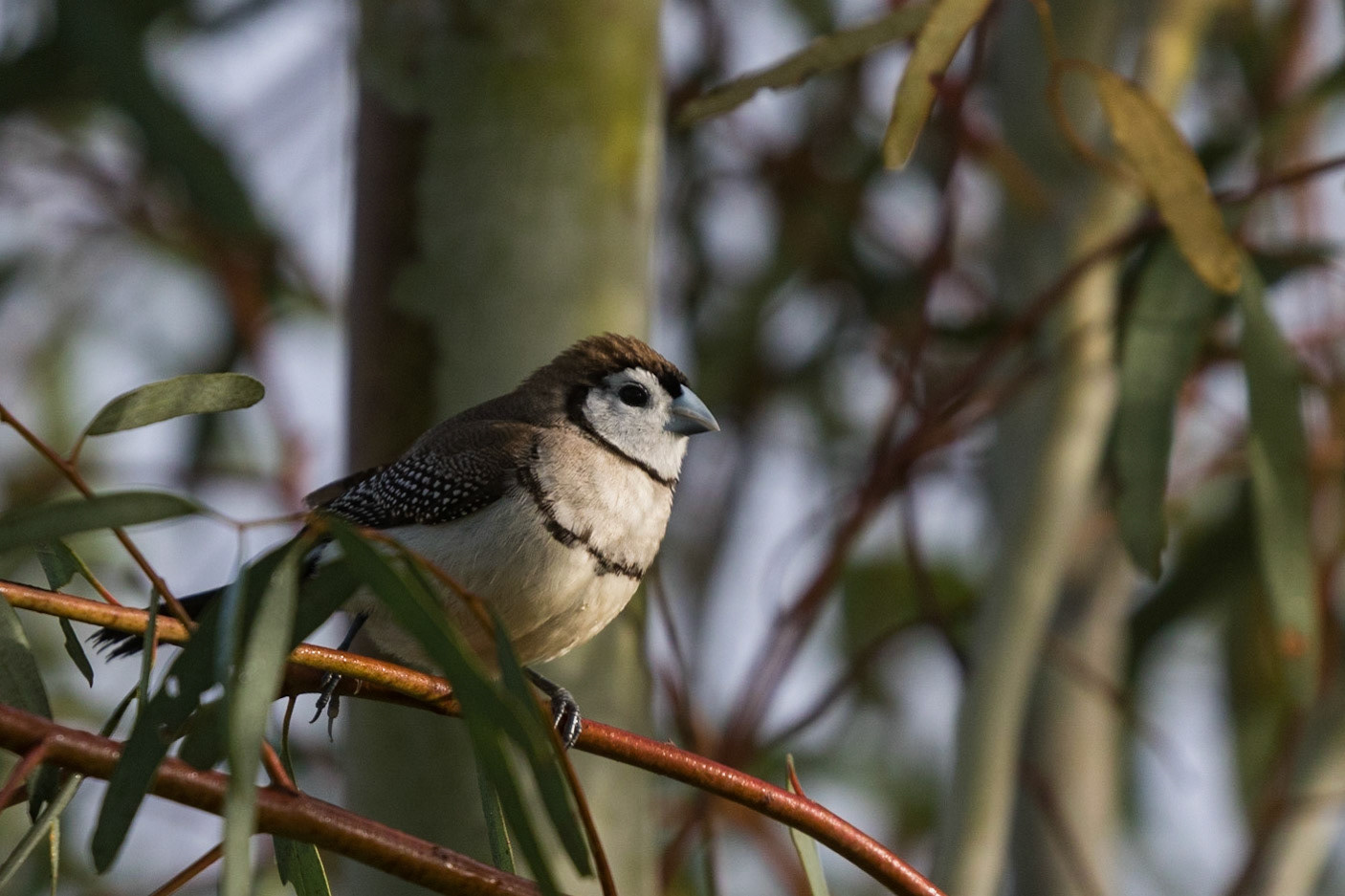 Double-barred Finch