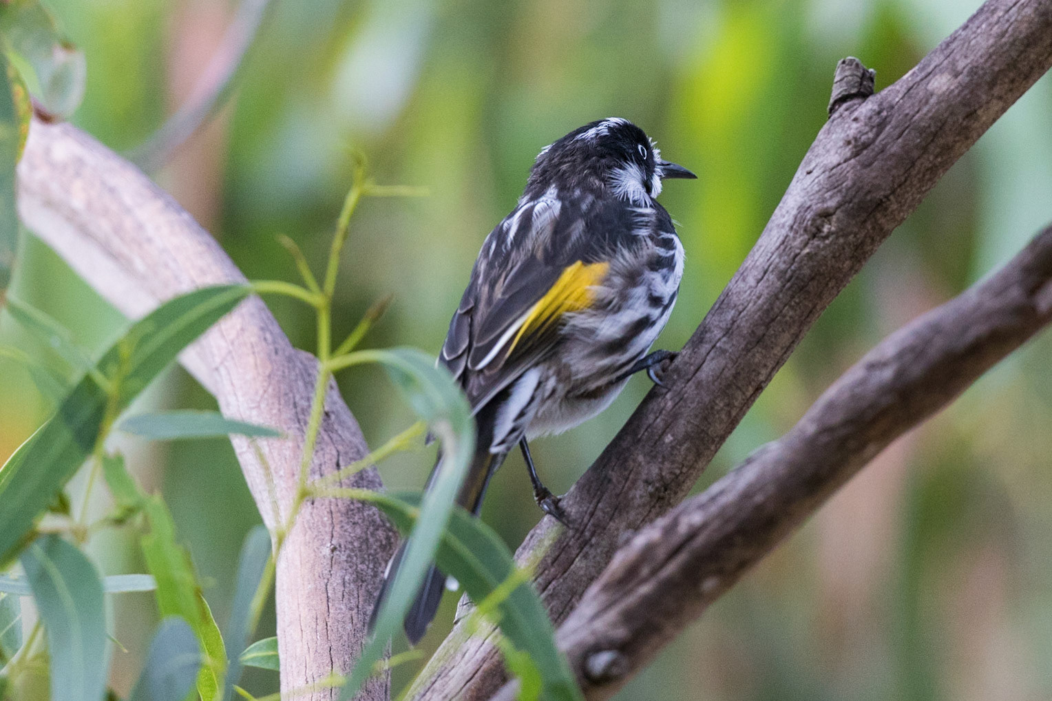 New Holland Honeyeater