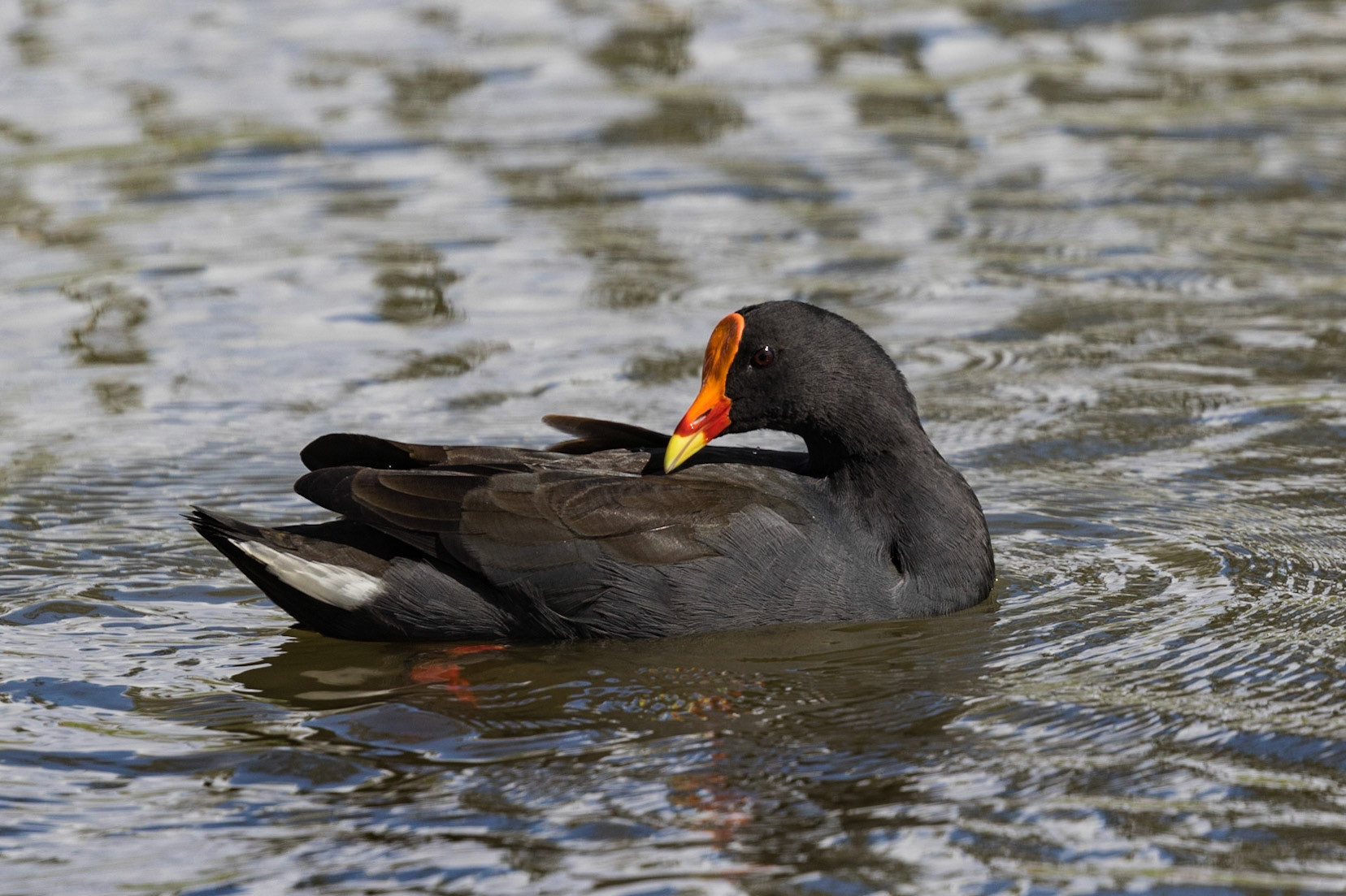 Dusky Moorhen
