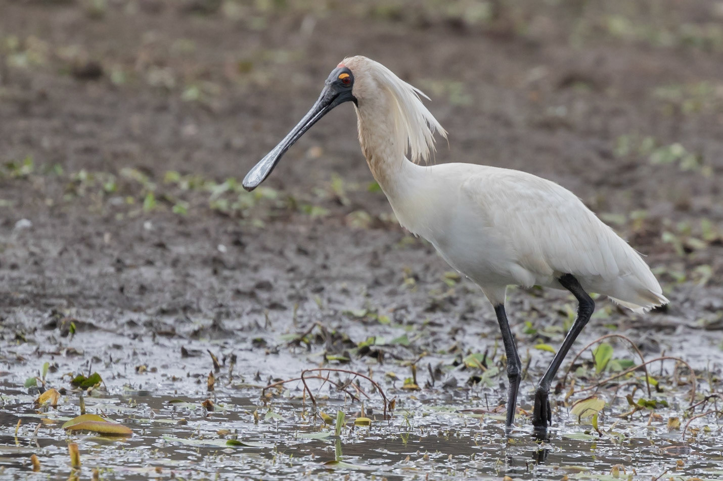 Royal Spoonbill