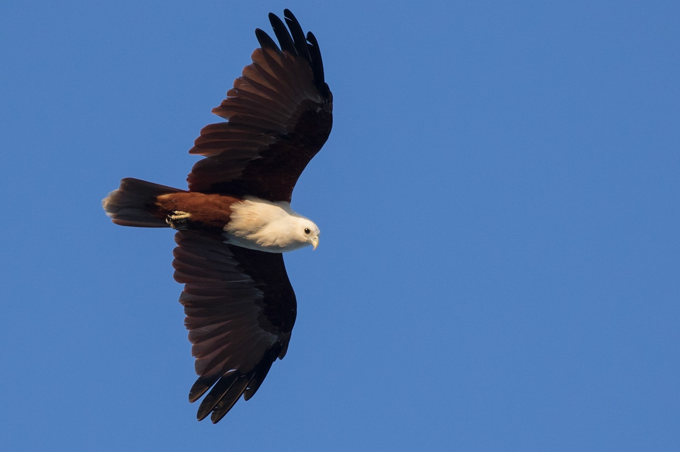 Brahminy Kite