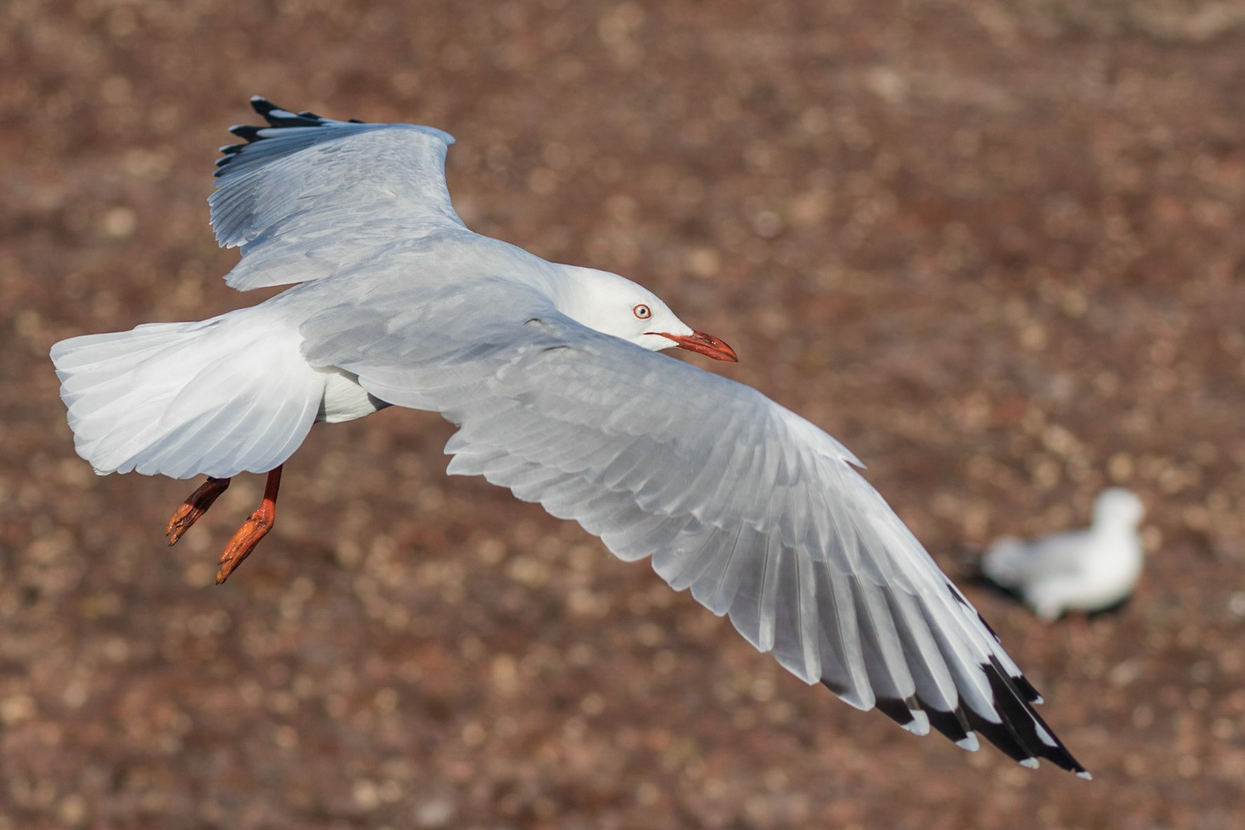 Silver Gull