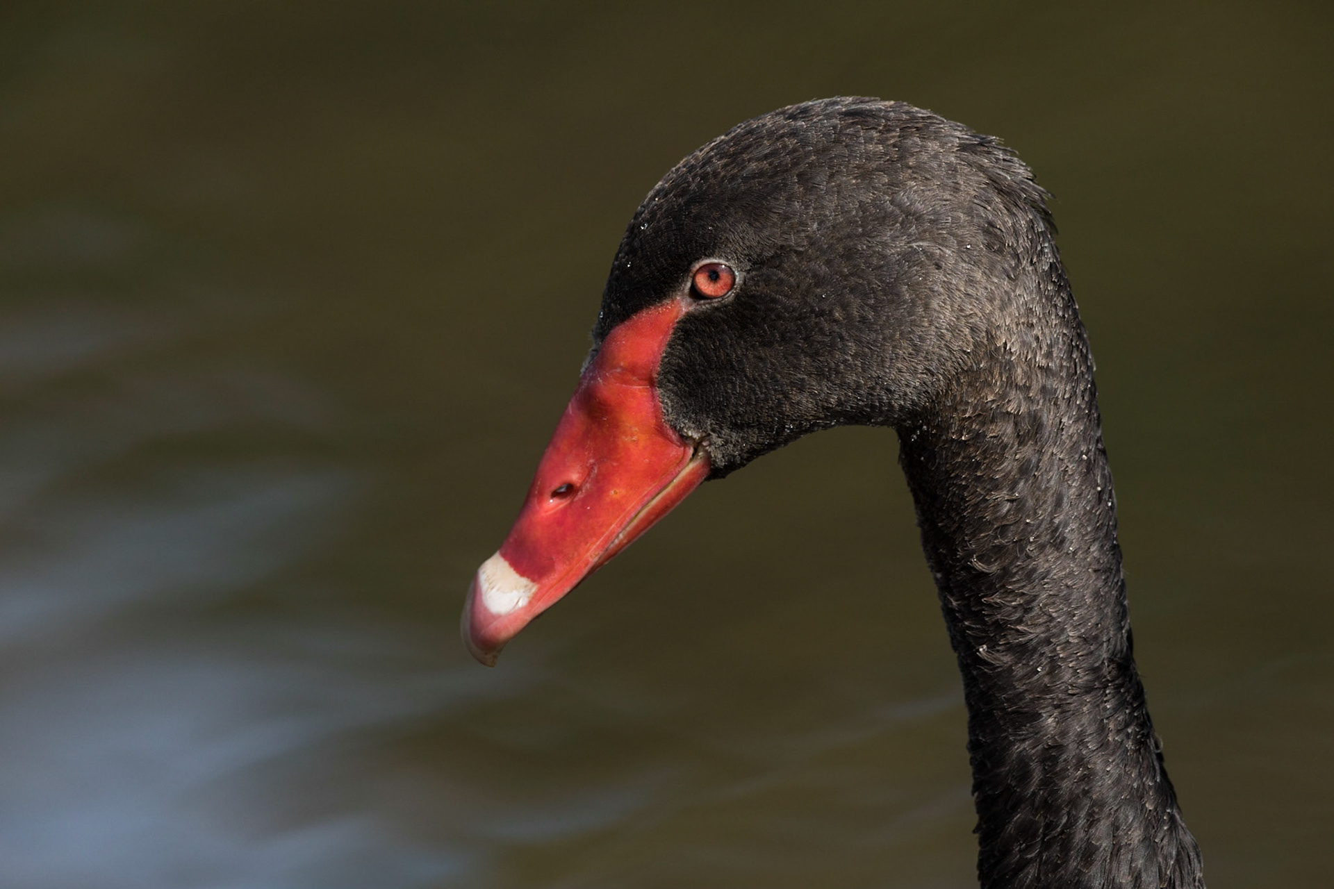 Black Swan
