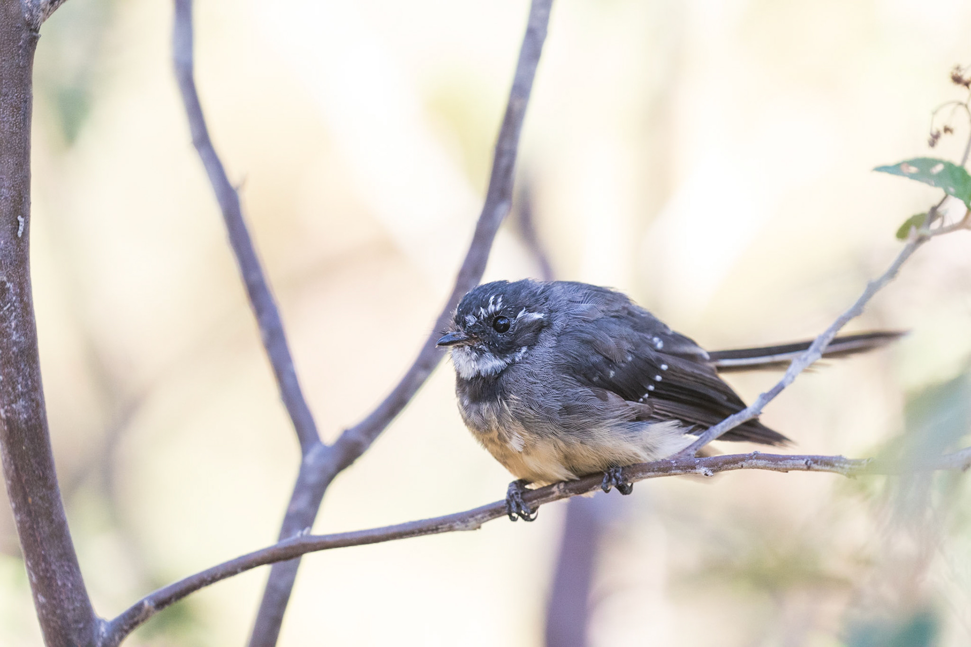 Grey Fantail