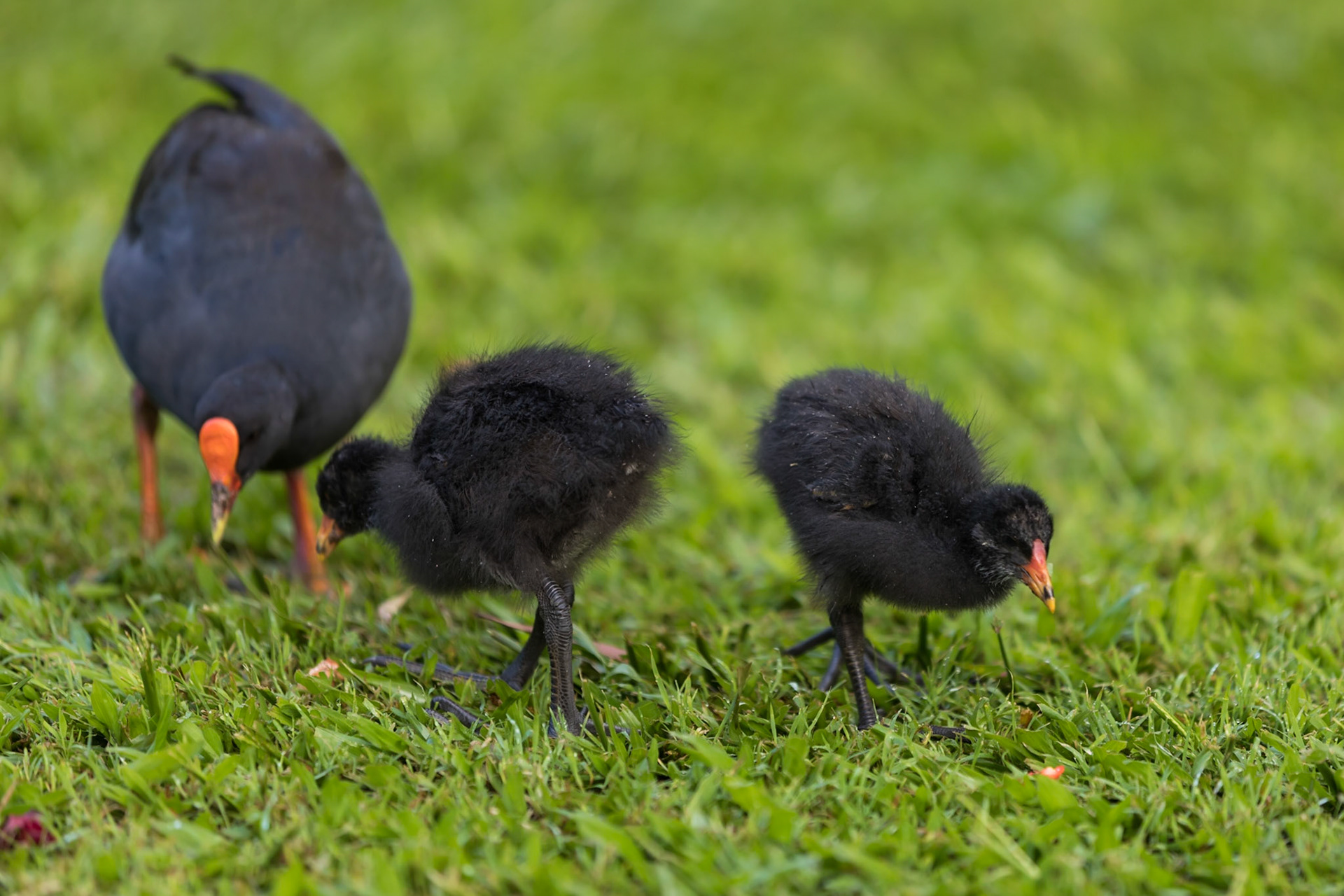 Dusky Moorhen