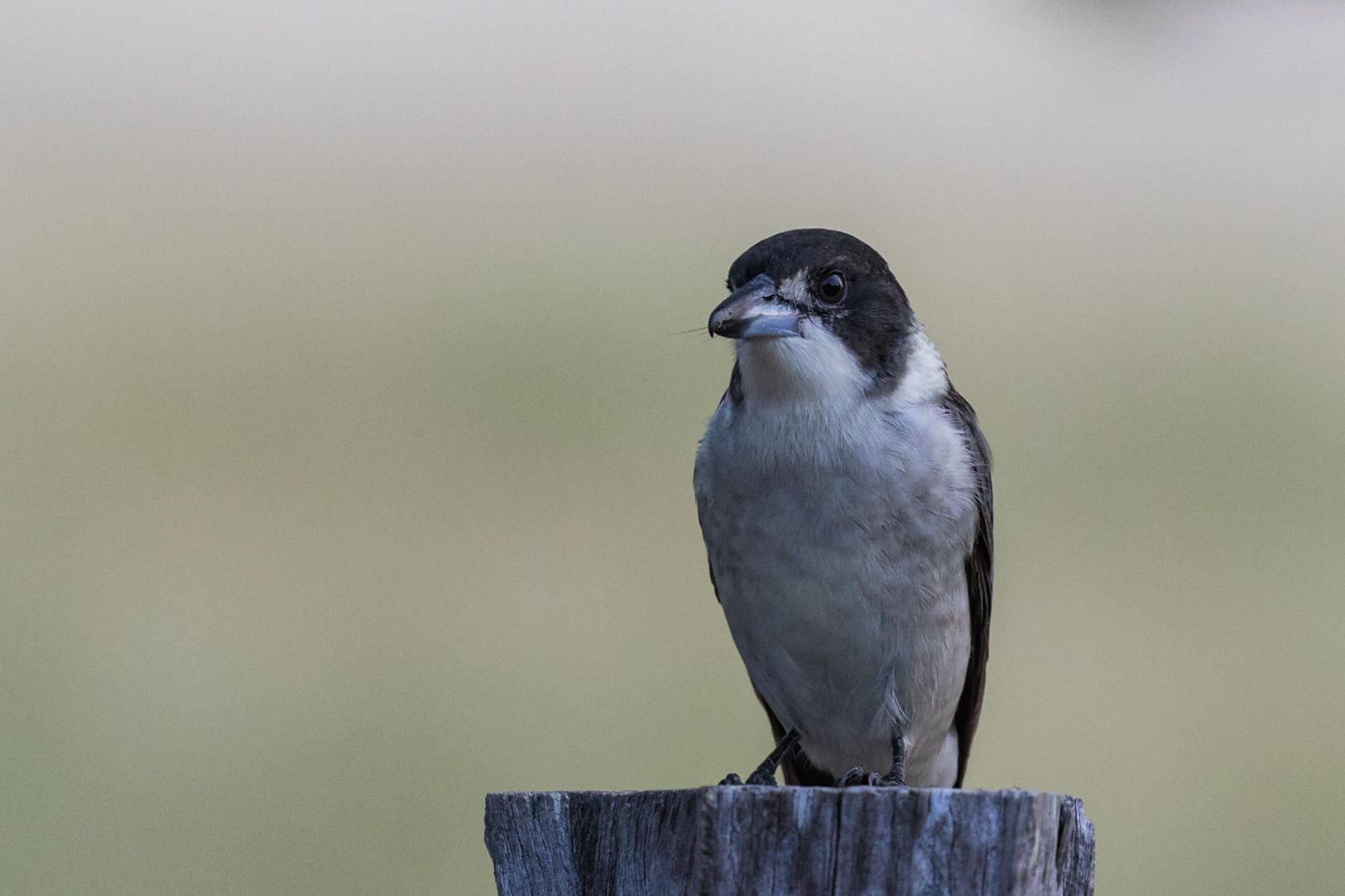 Grey Butcherbird