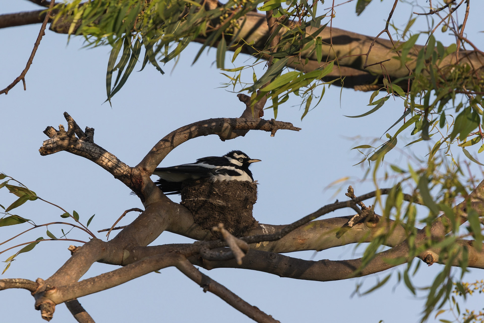 Magpie-lark