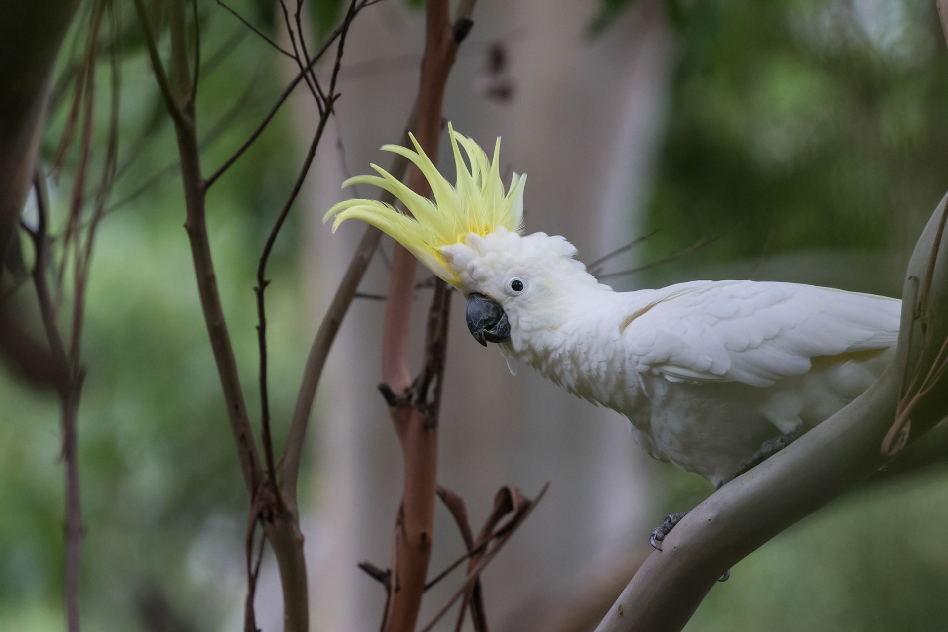 Sulphur-crested Cockatoo