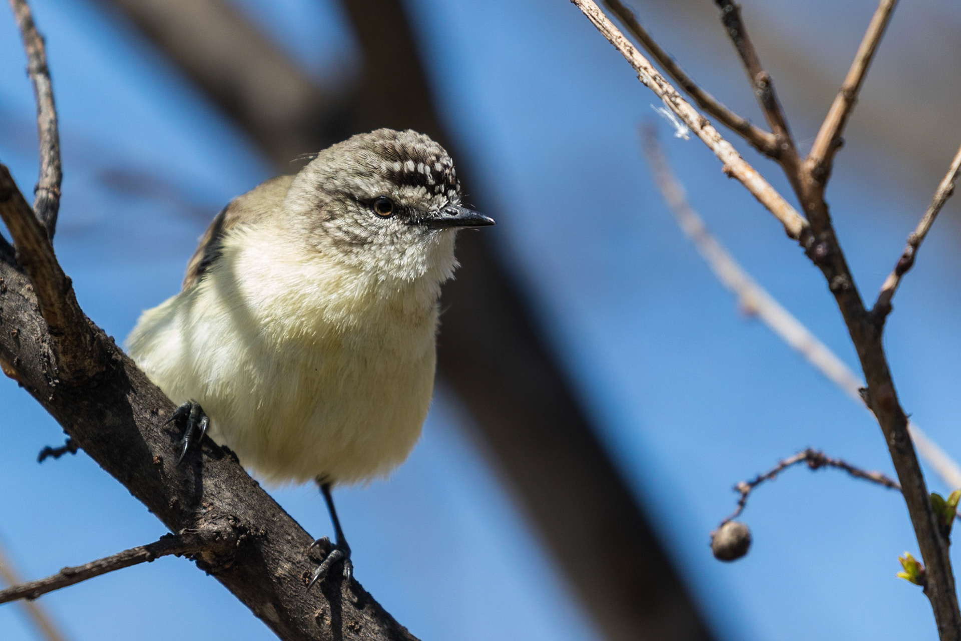 Yellow-rumped Thornbill
