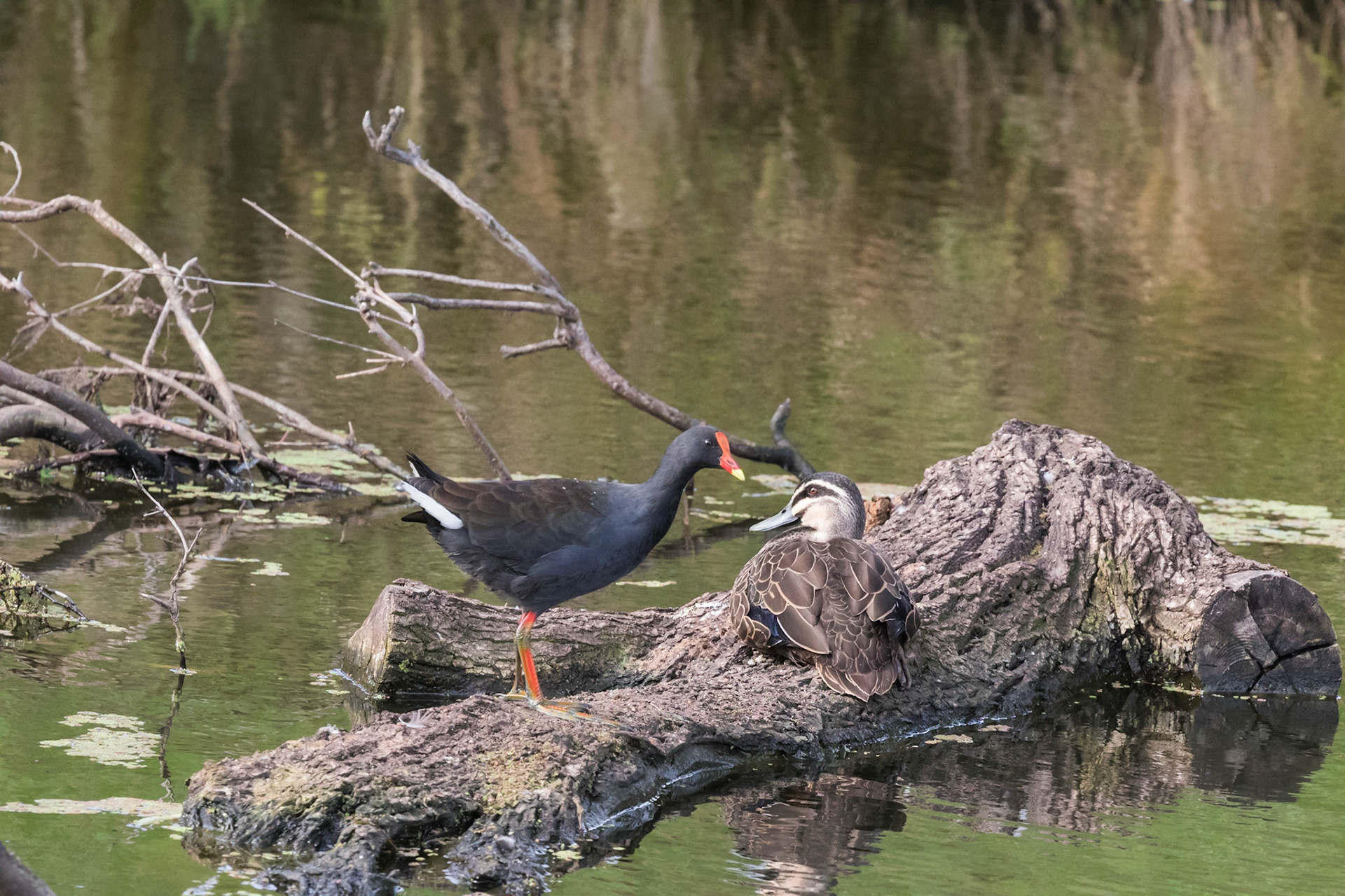 Dusky Moorhen, Pacific Black Duck