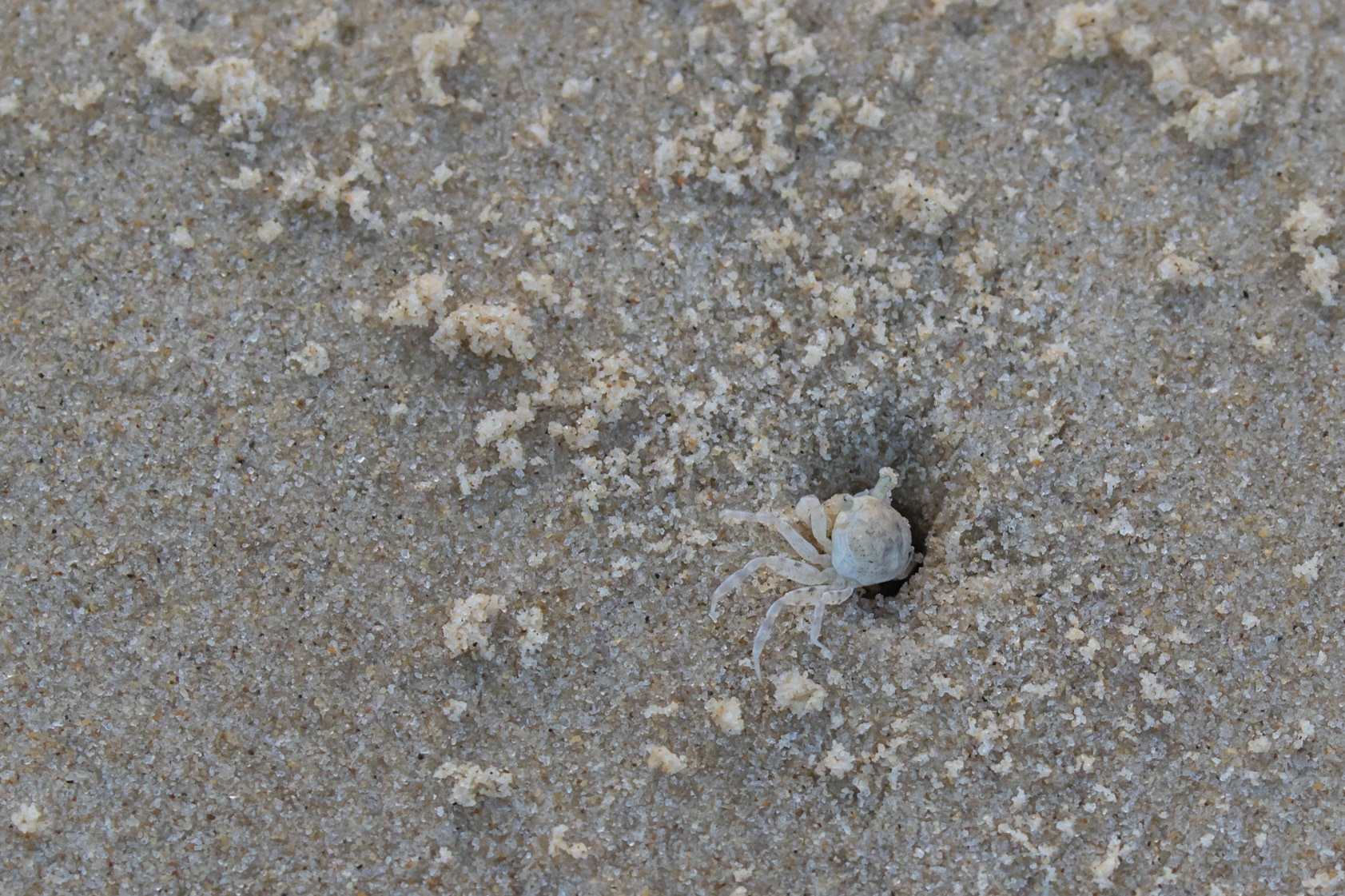 Ghost Crab