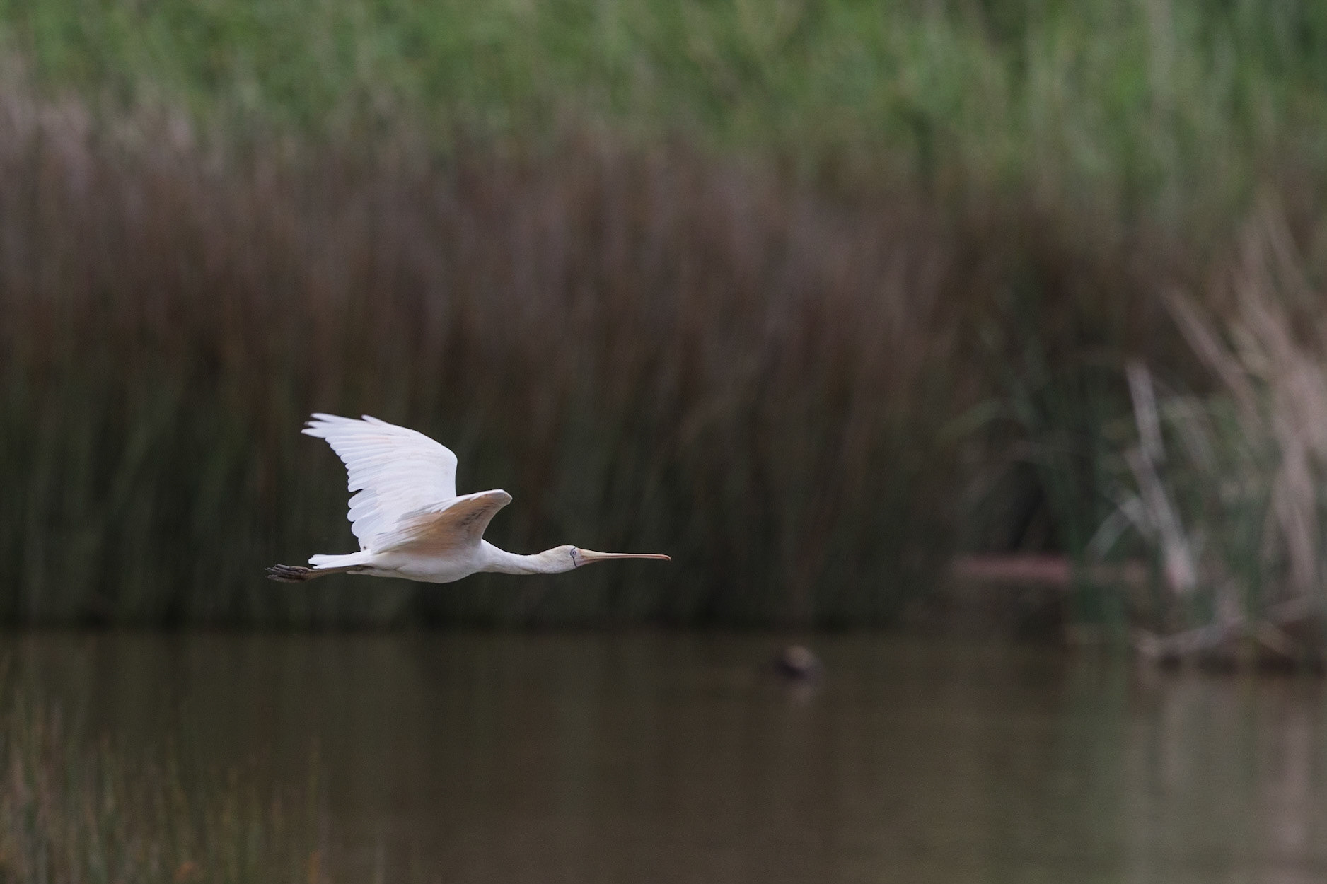 Yellow-Billed Spoonbill
