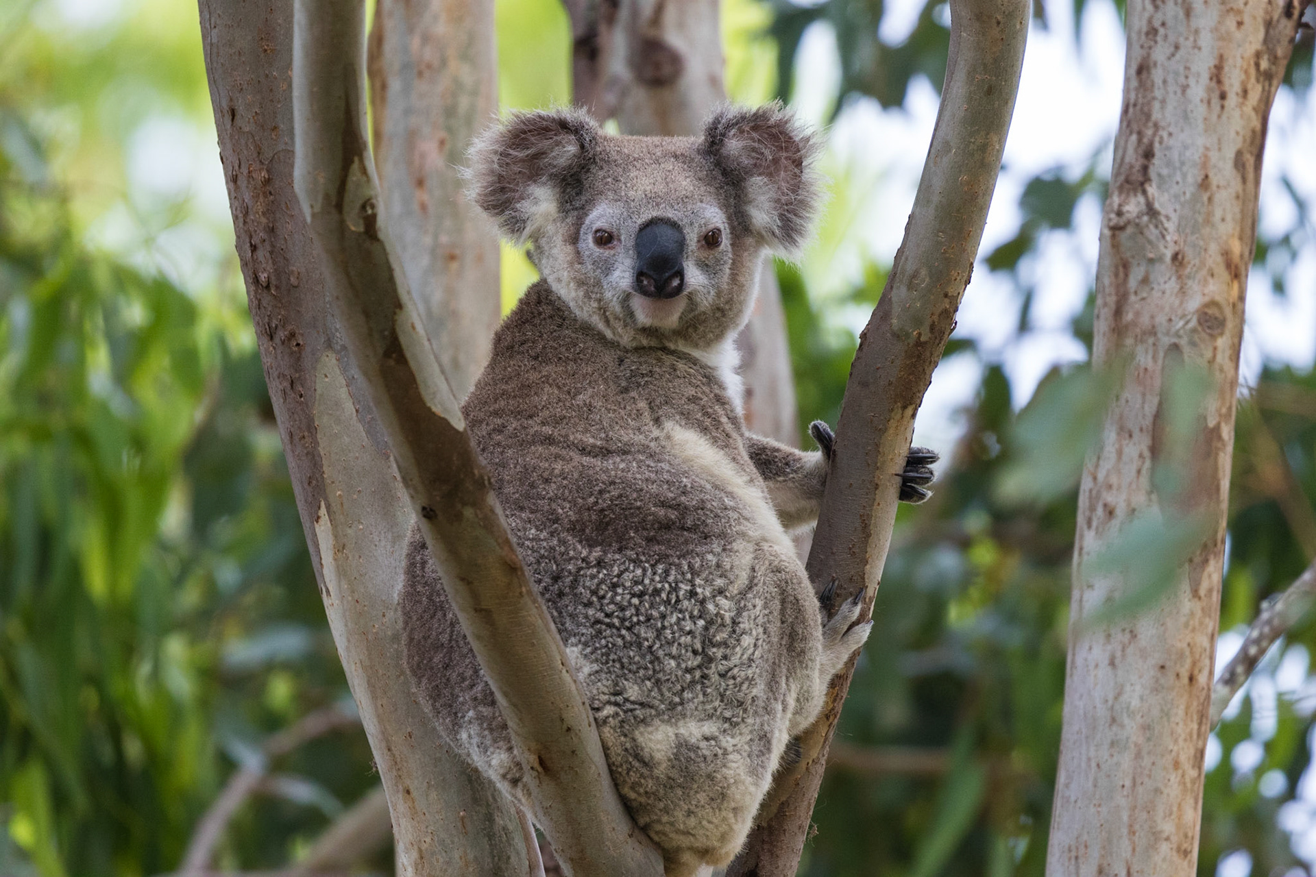 Koala