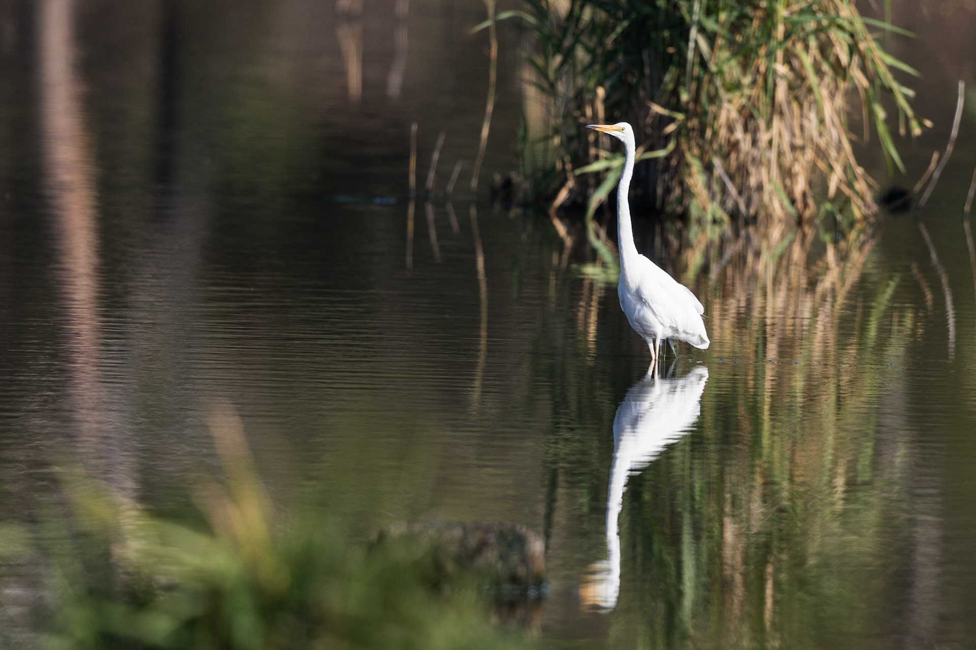 Great Egret