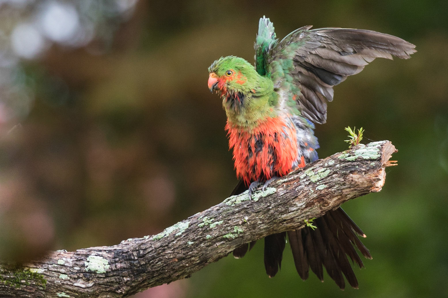 Australian King-parrot