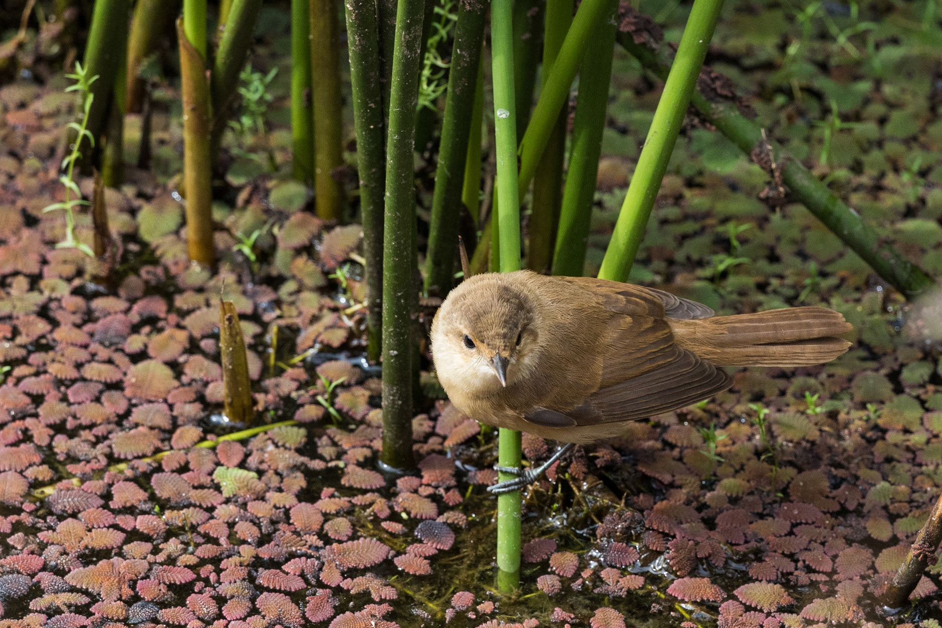 Australian Reed-Warbler