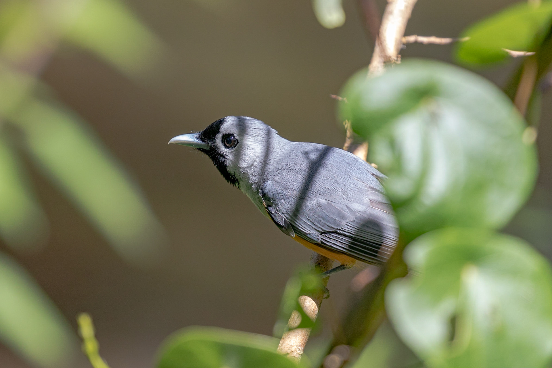 Black-faced Monarch