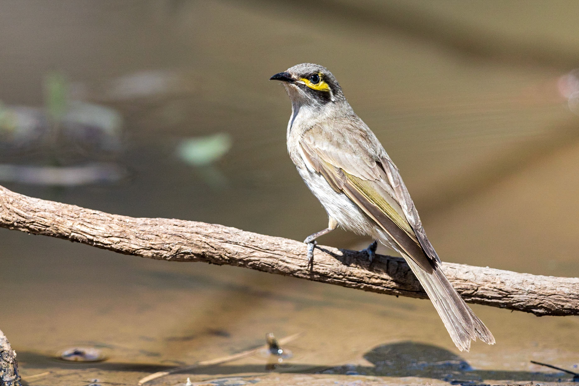 Yellow-faced Honeyeater
