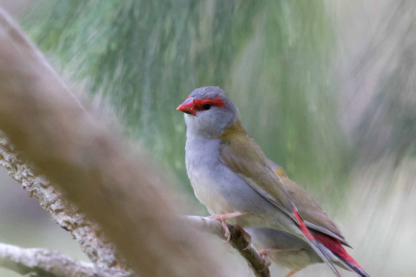Red-browed Finch