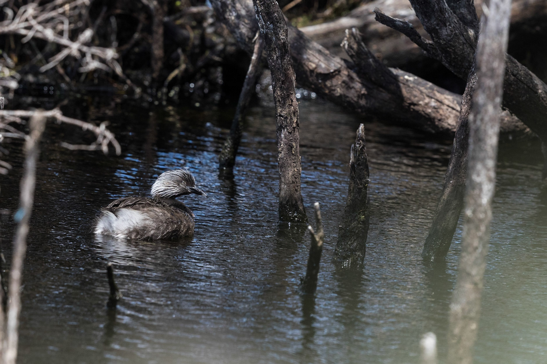 Hoary-Headed Grebe