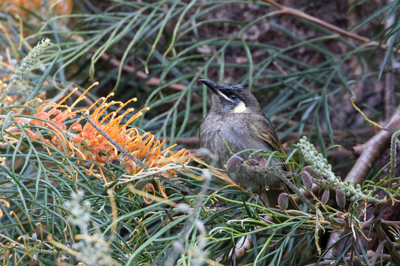 Lewin's Honeyeater