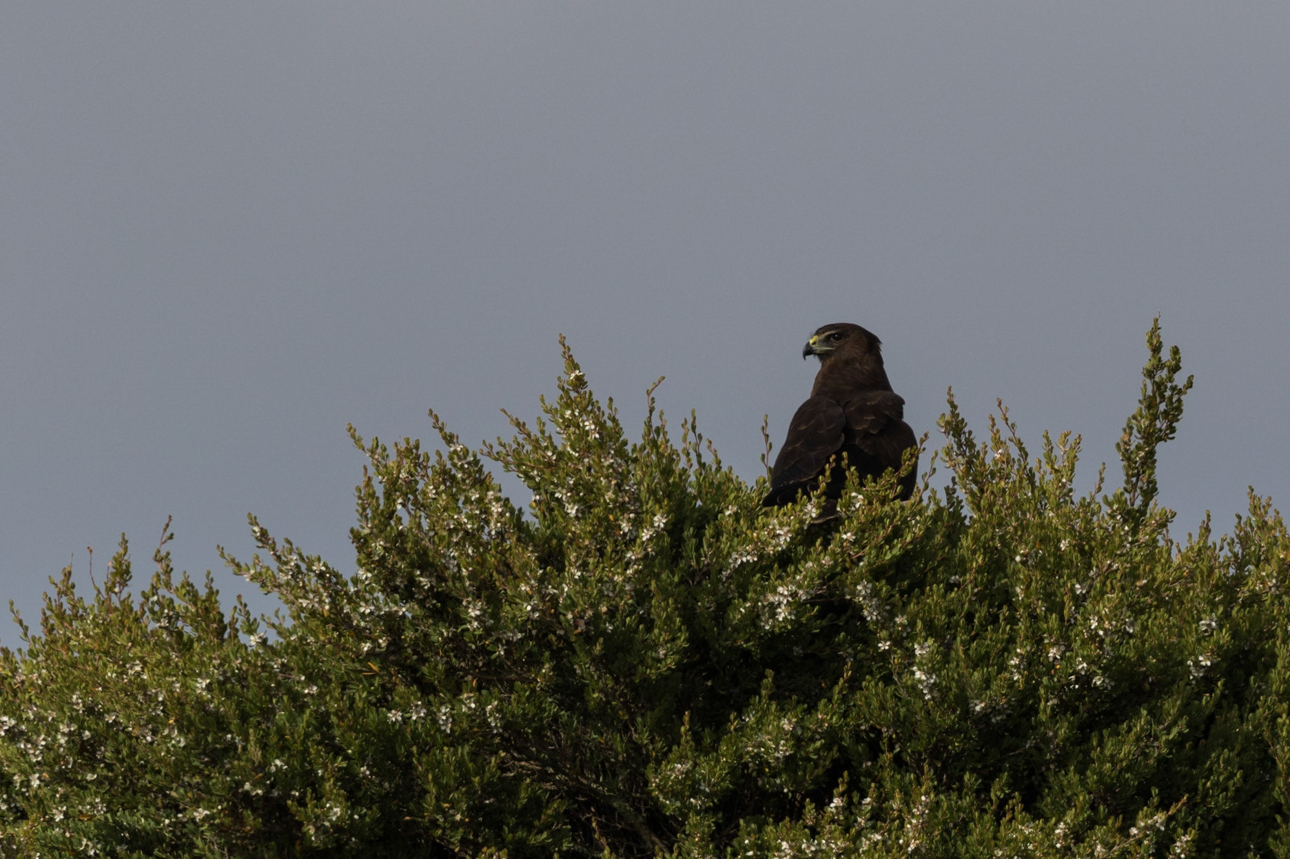 Swamp Harrier