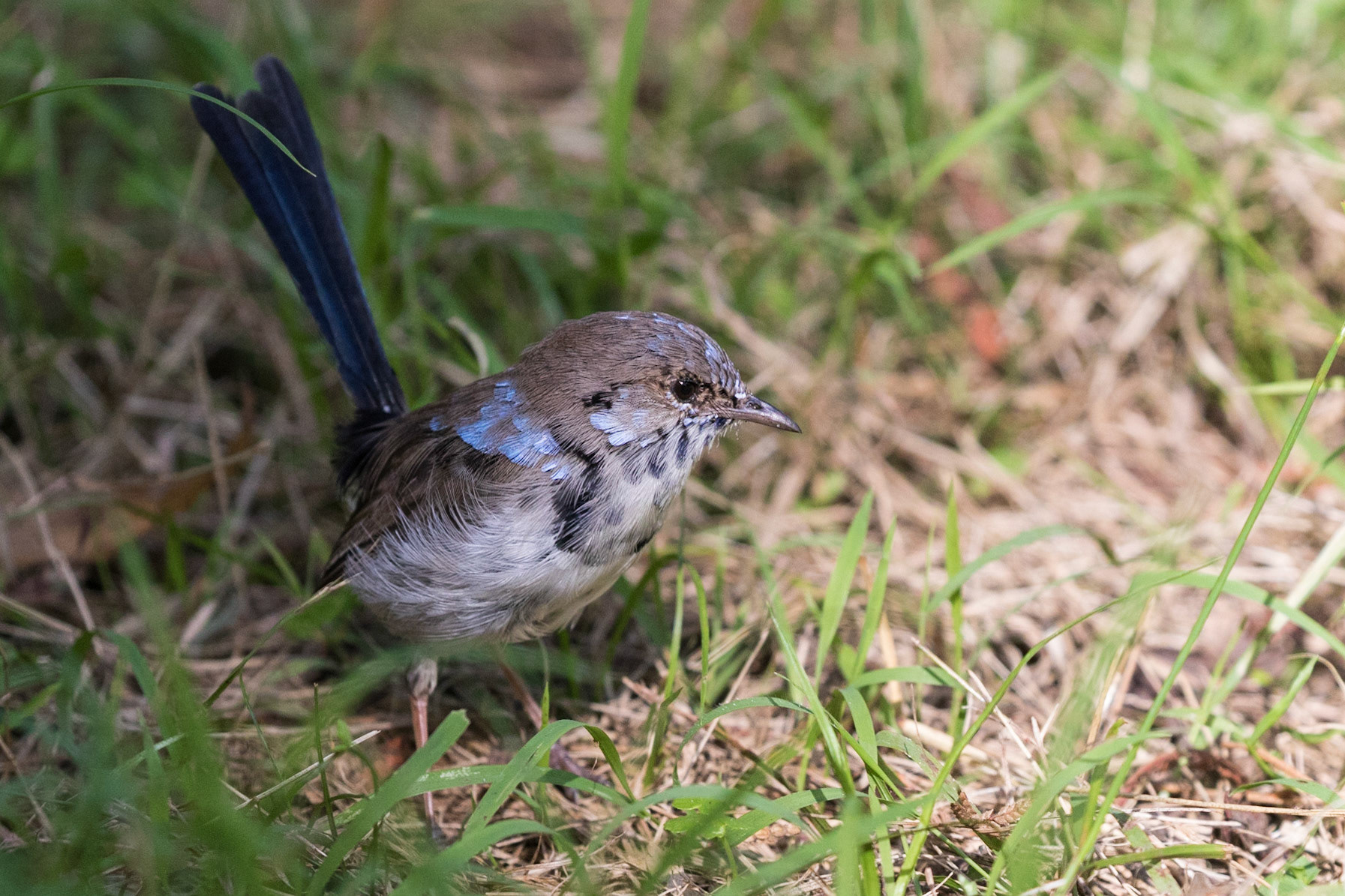 Superb Fairy-wren