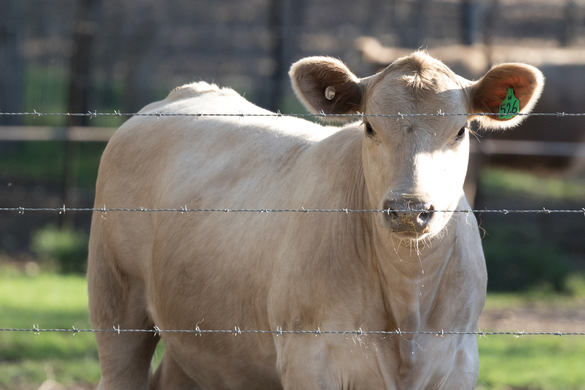 Cow