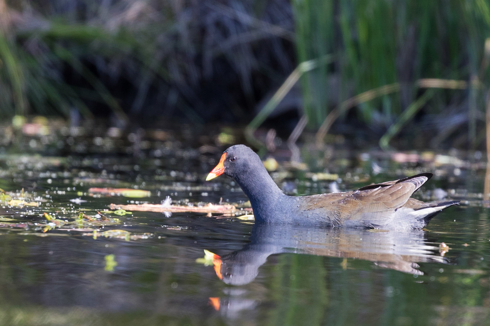 Dusky Moorhen