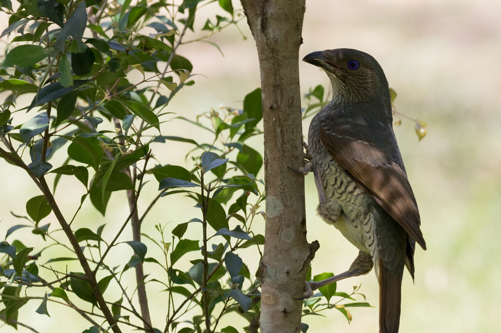 Satin Bowerbird