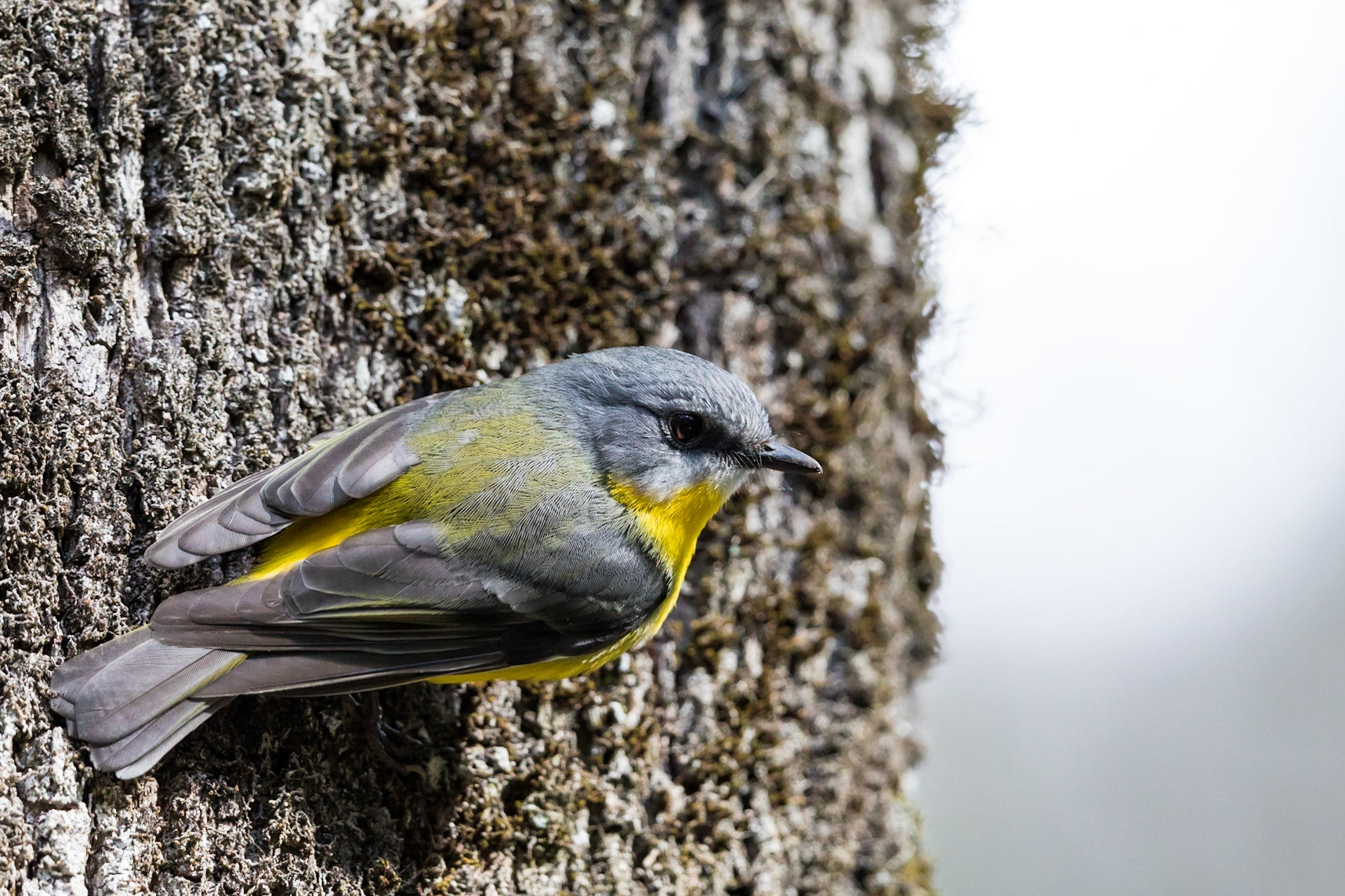 Eastern Yellow Robin