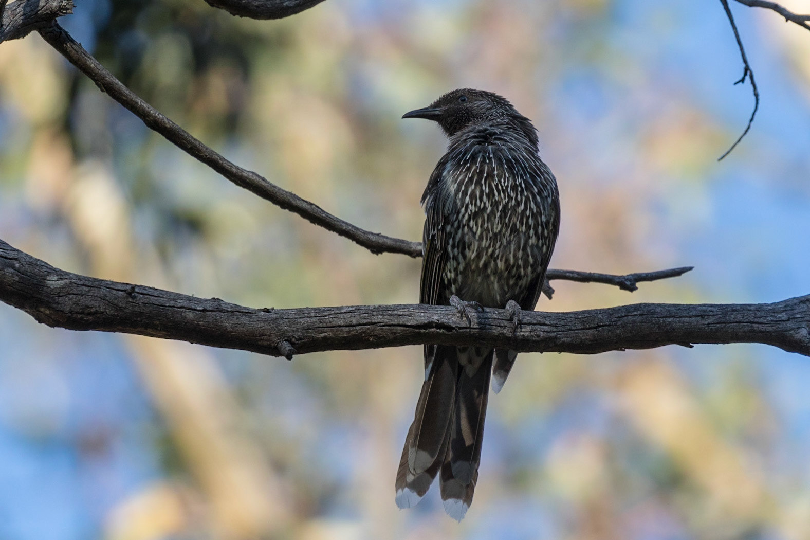 Little Wattlebird