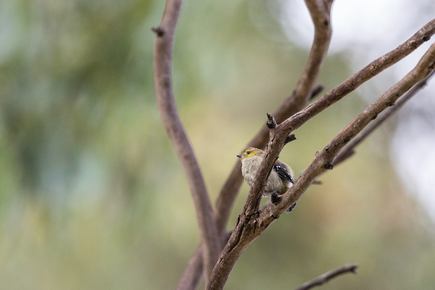 Forty-Spotted Pardalote