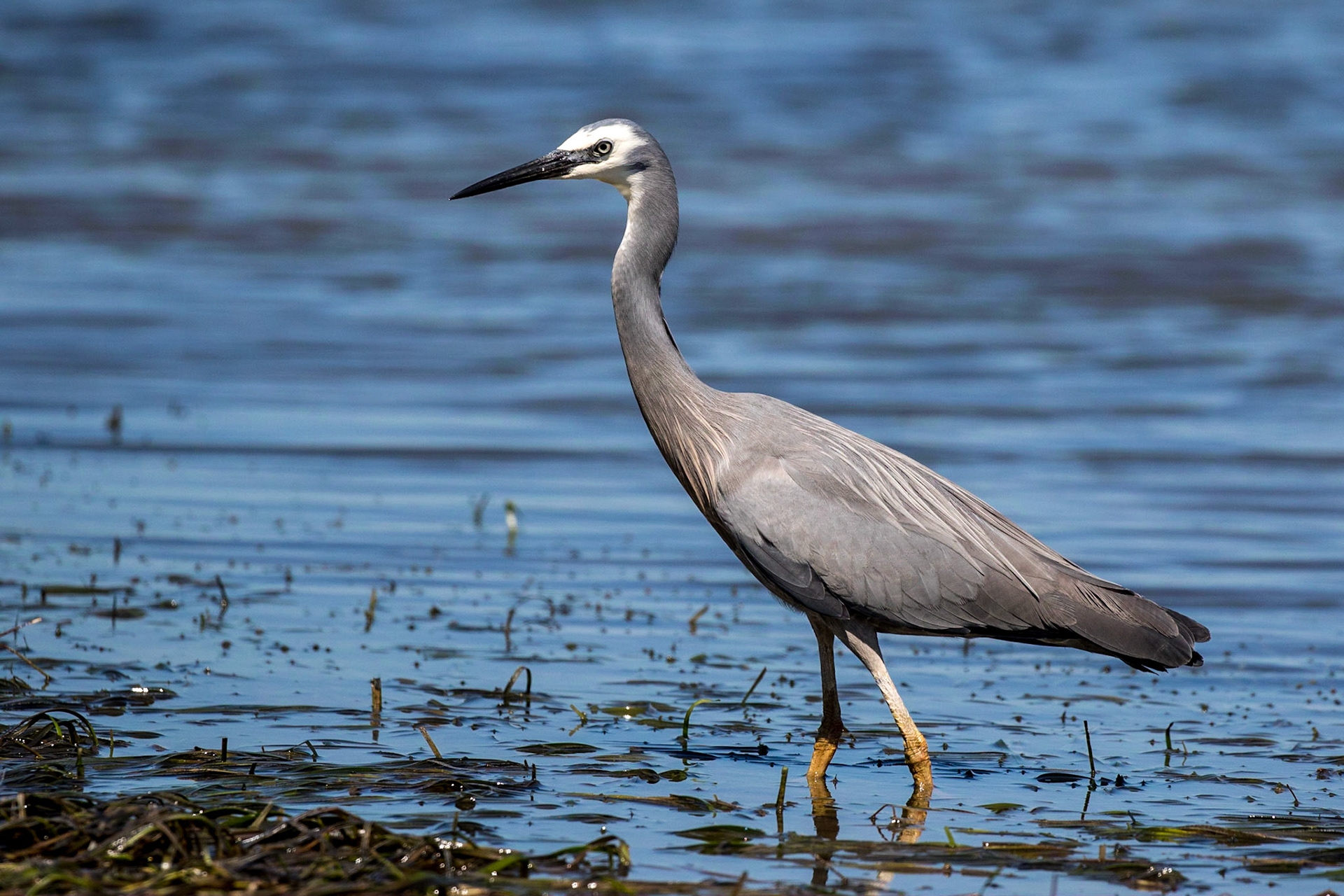 White-faced Heron