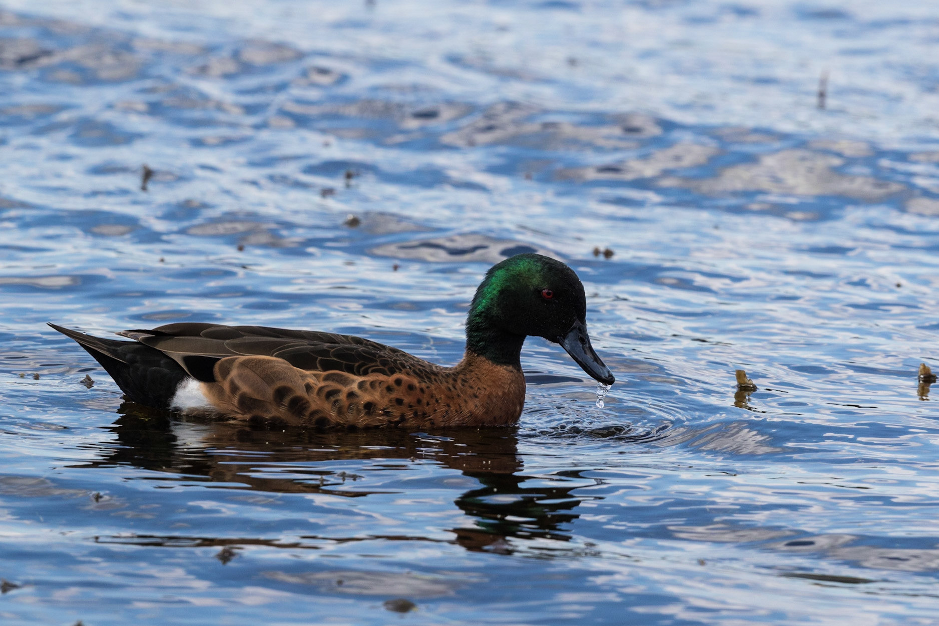 Chestnut Teal