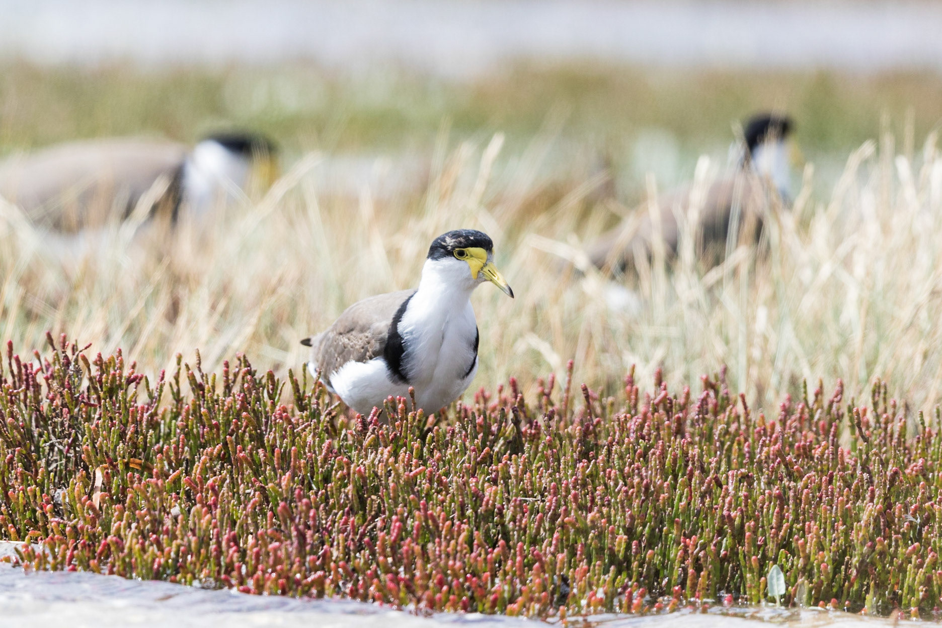 Masked Lapwing
