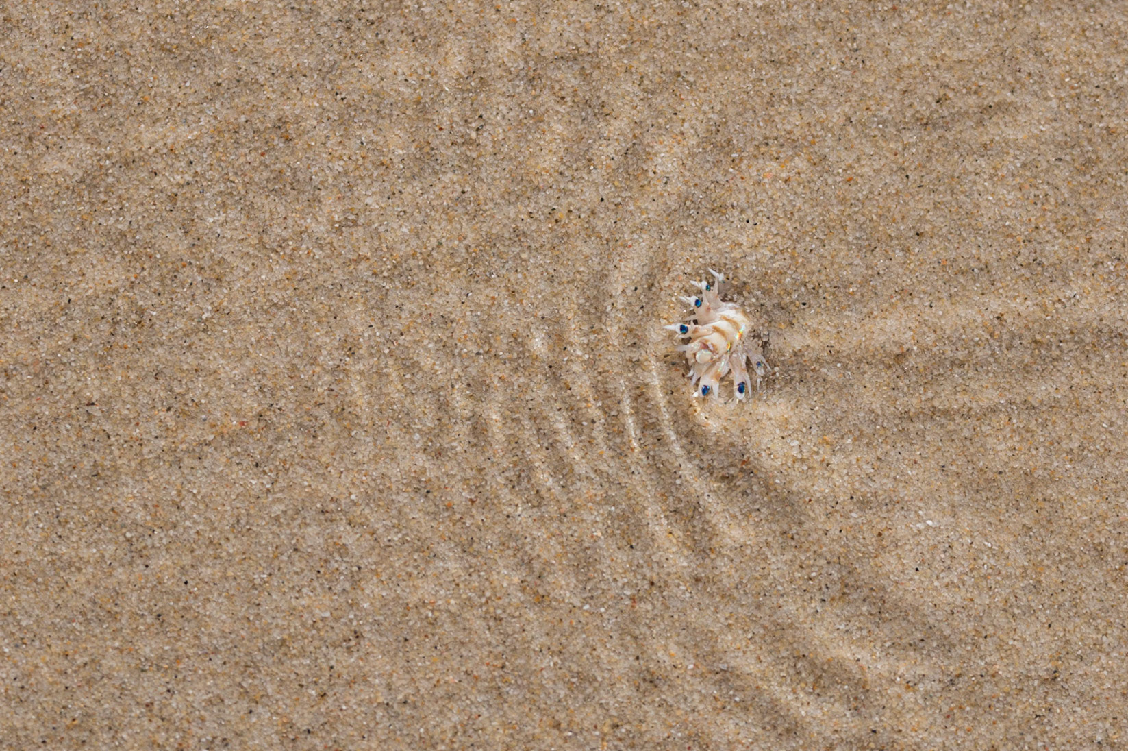 Beach Worm